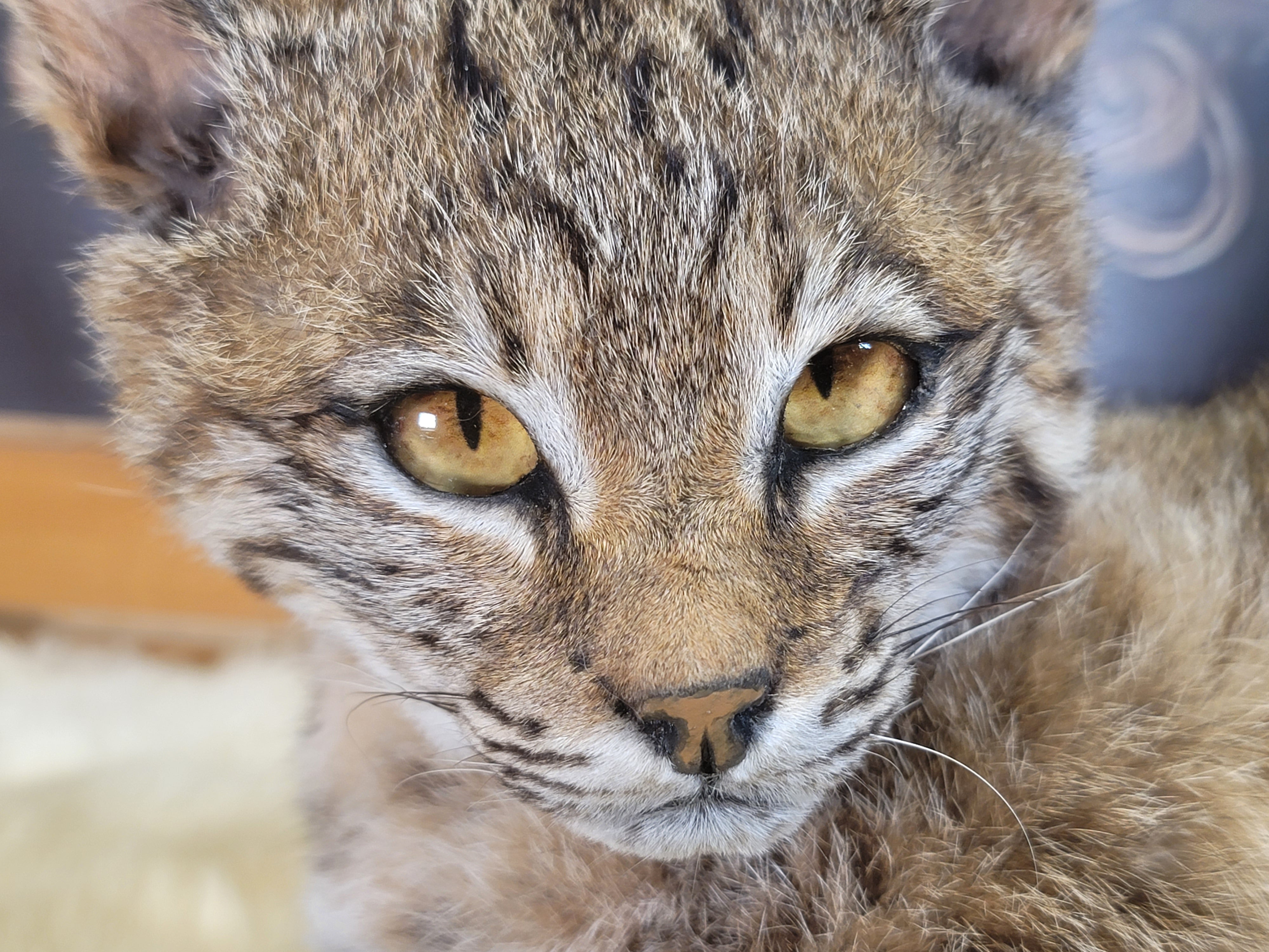 FHBOB300- Young Bobcat Taxidermy Mount