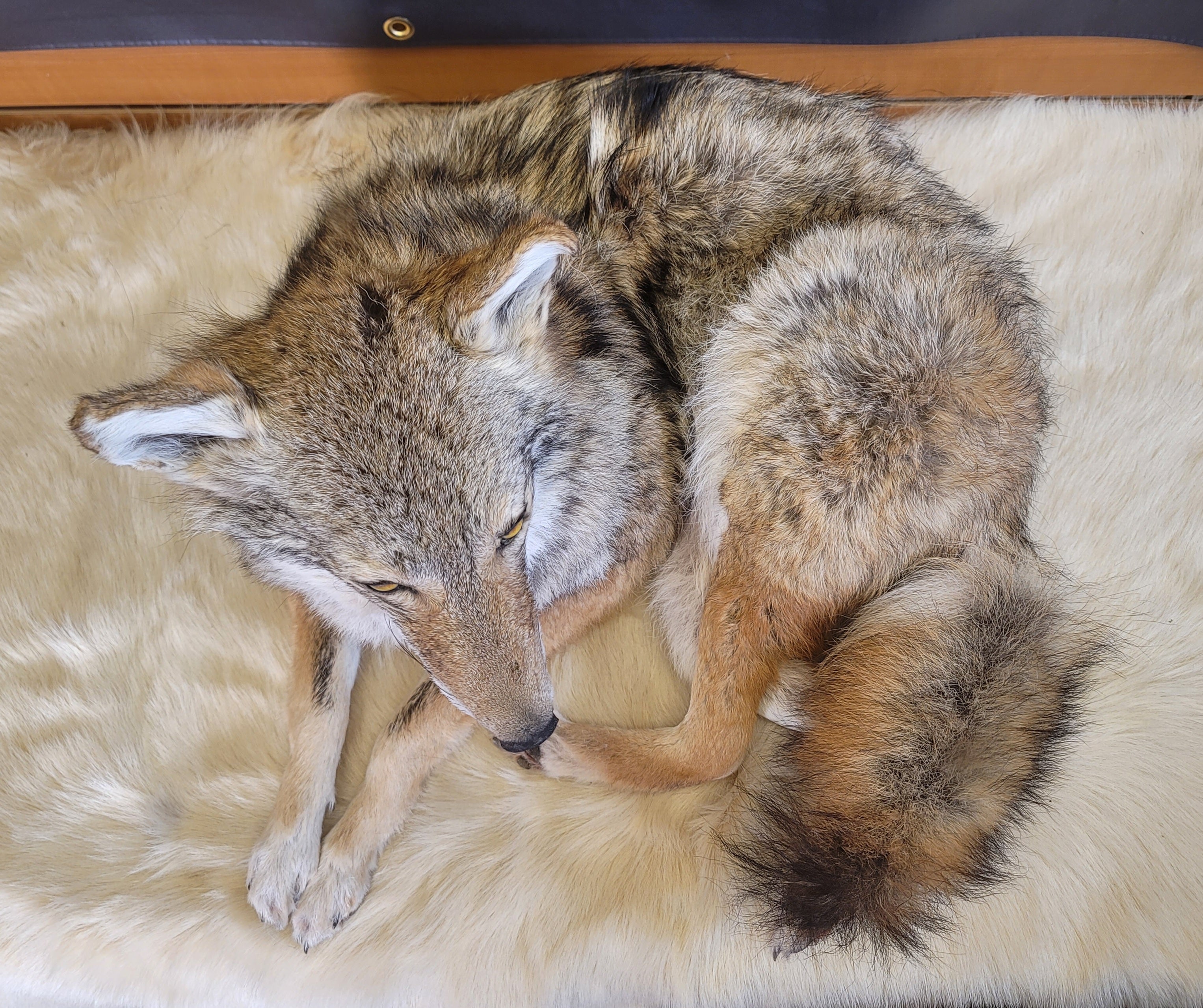 FHCOY303- Coyote Taxidermy Mount