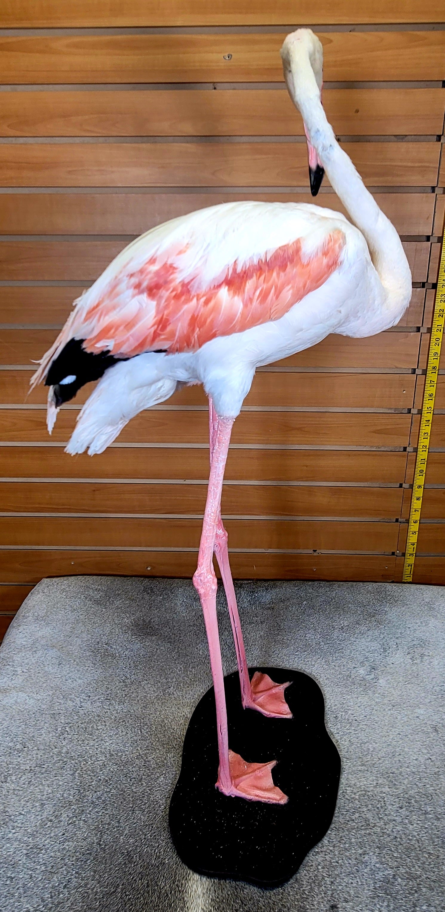 FHFLA300- Chilean Flamingo Lifesize Taxidermy Mount