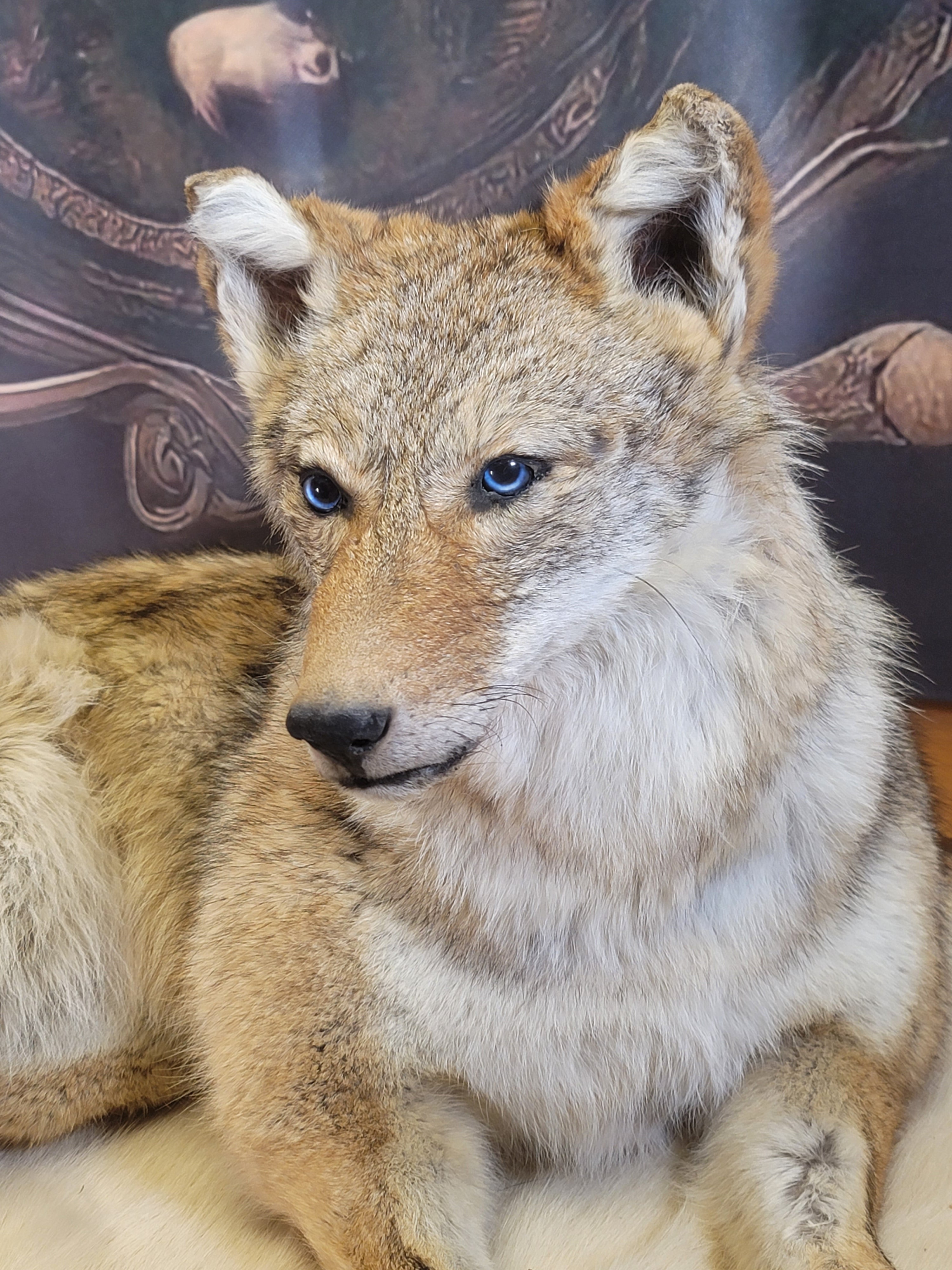 FHCOY304- Coyote Taxidermy Mount