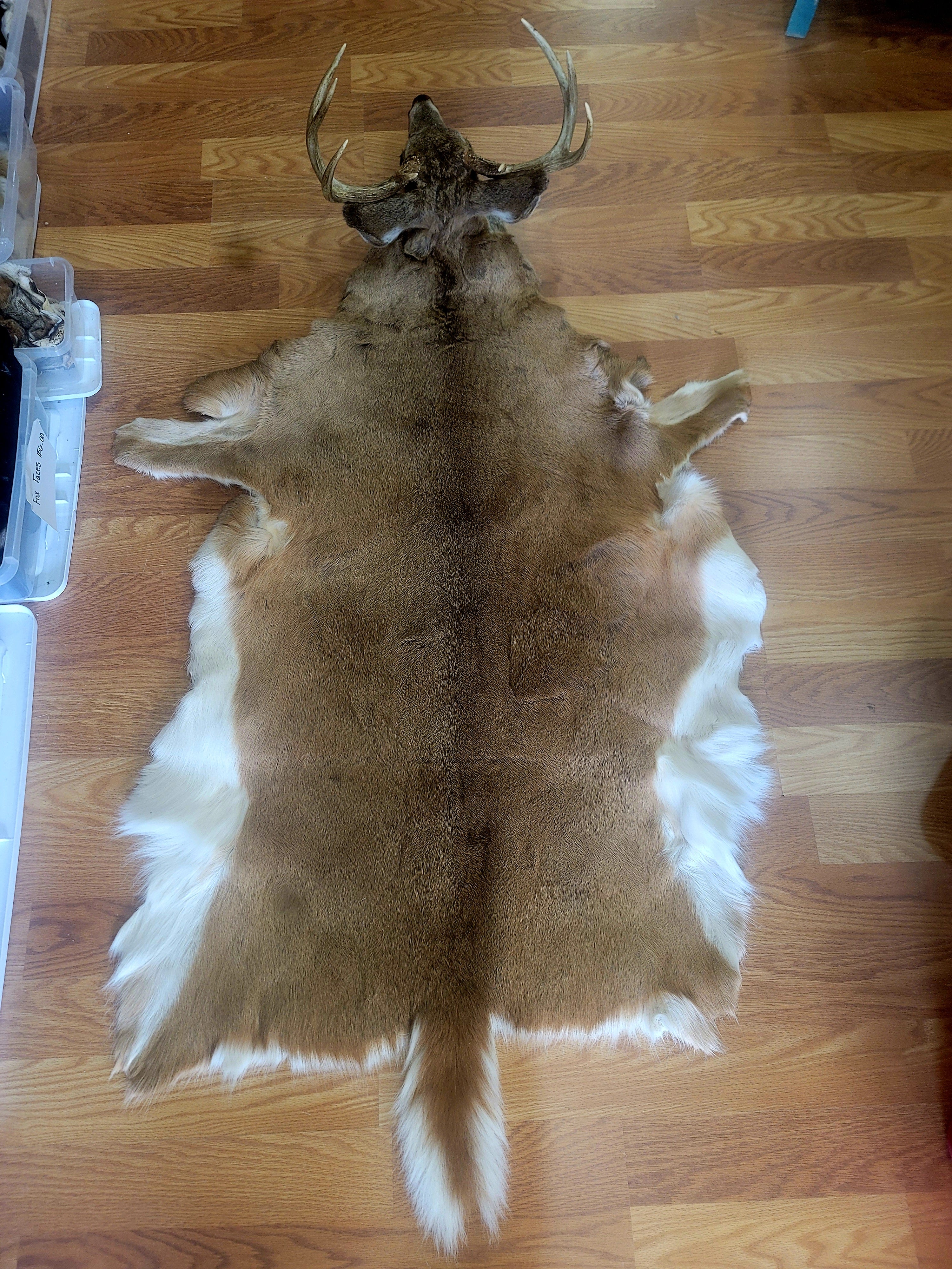FHDEER300- Handpainted Deer Pelt Taxidermy