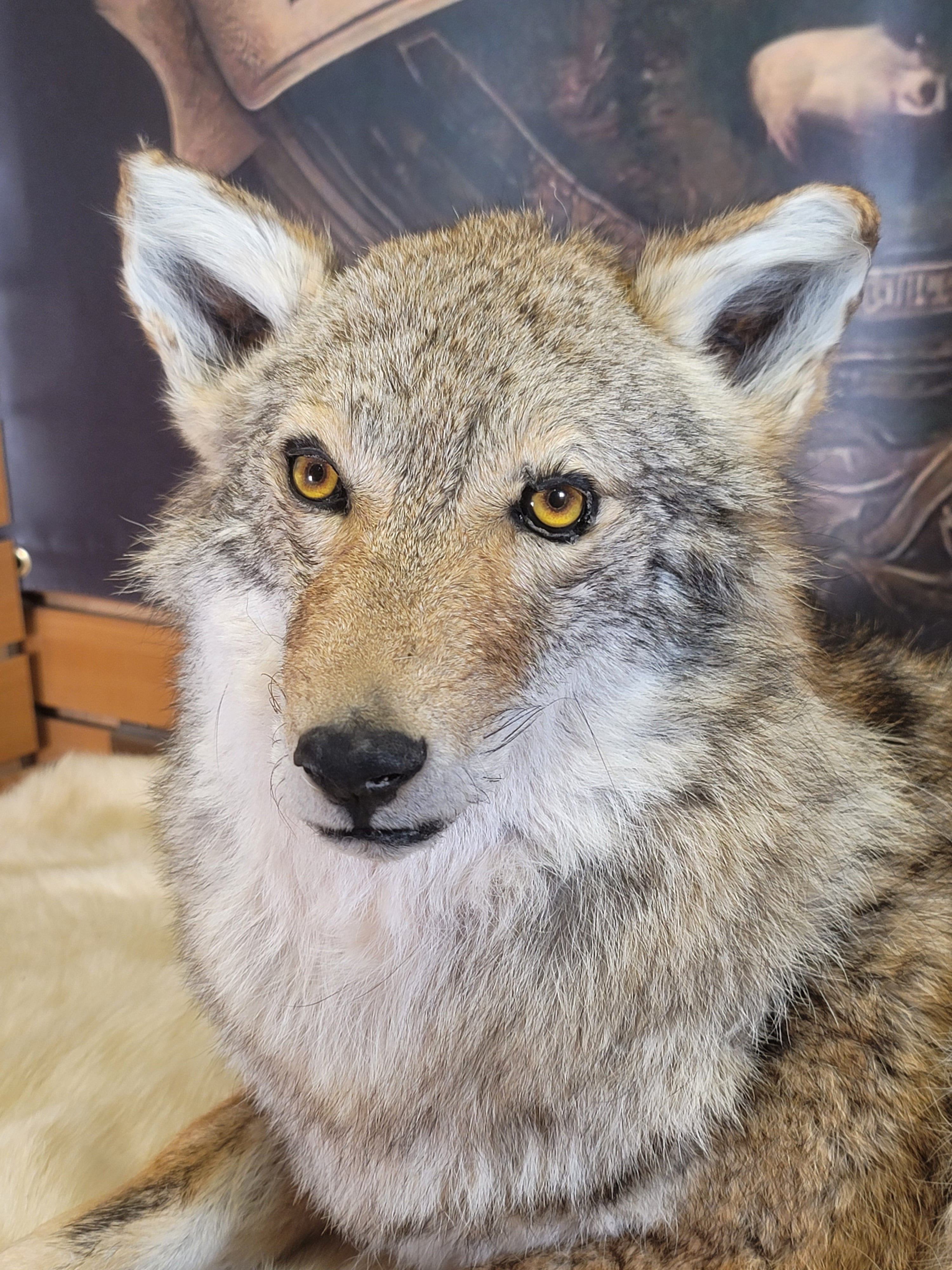 FHCOY303- Coyote Taxidermy Mount