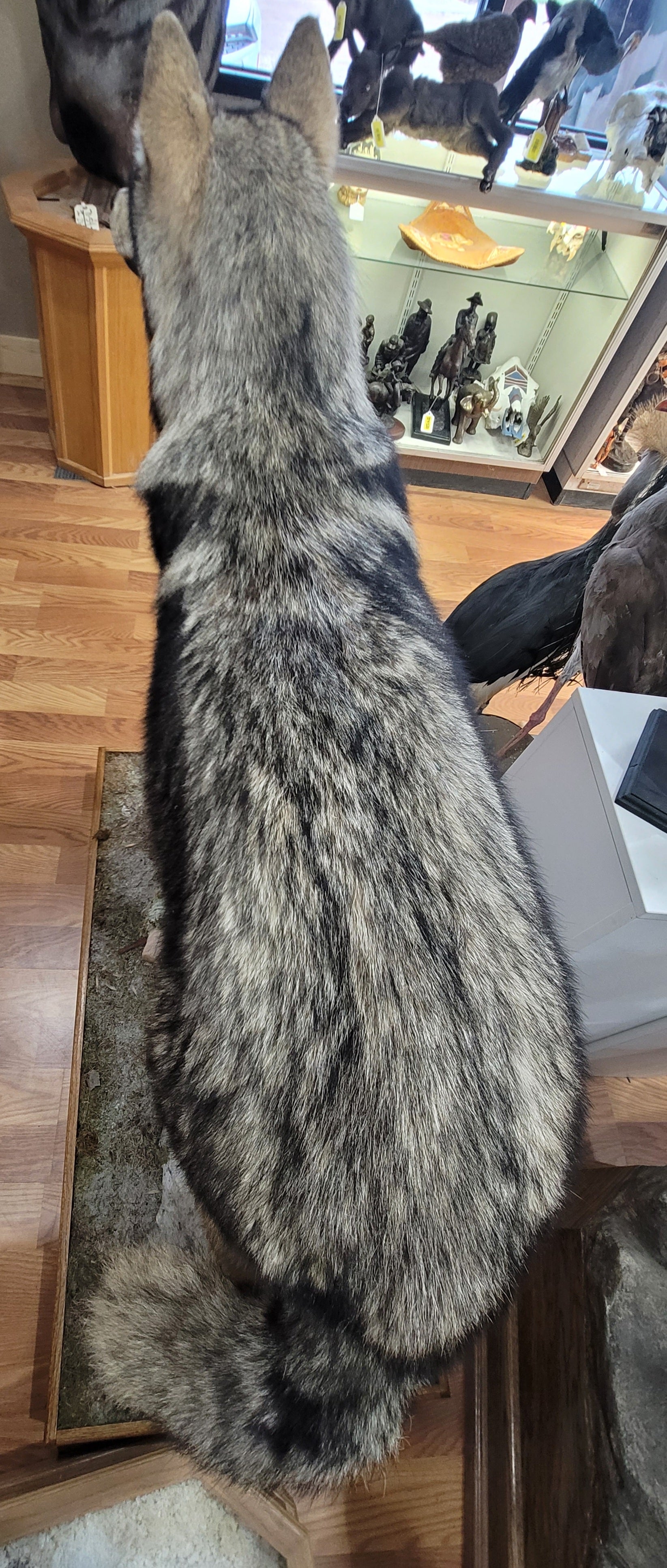 FHWOLF301- Grey Wolf Lifesize Taxidermy Mount