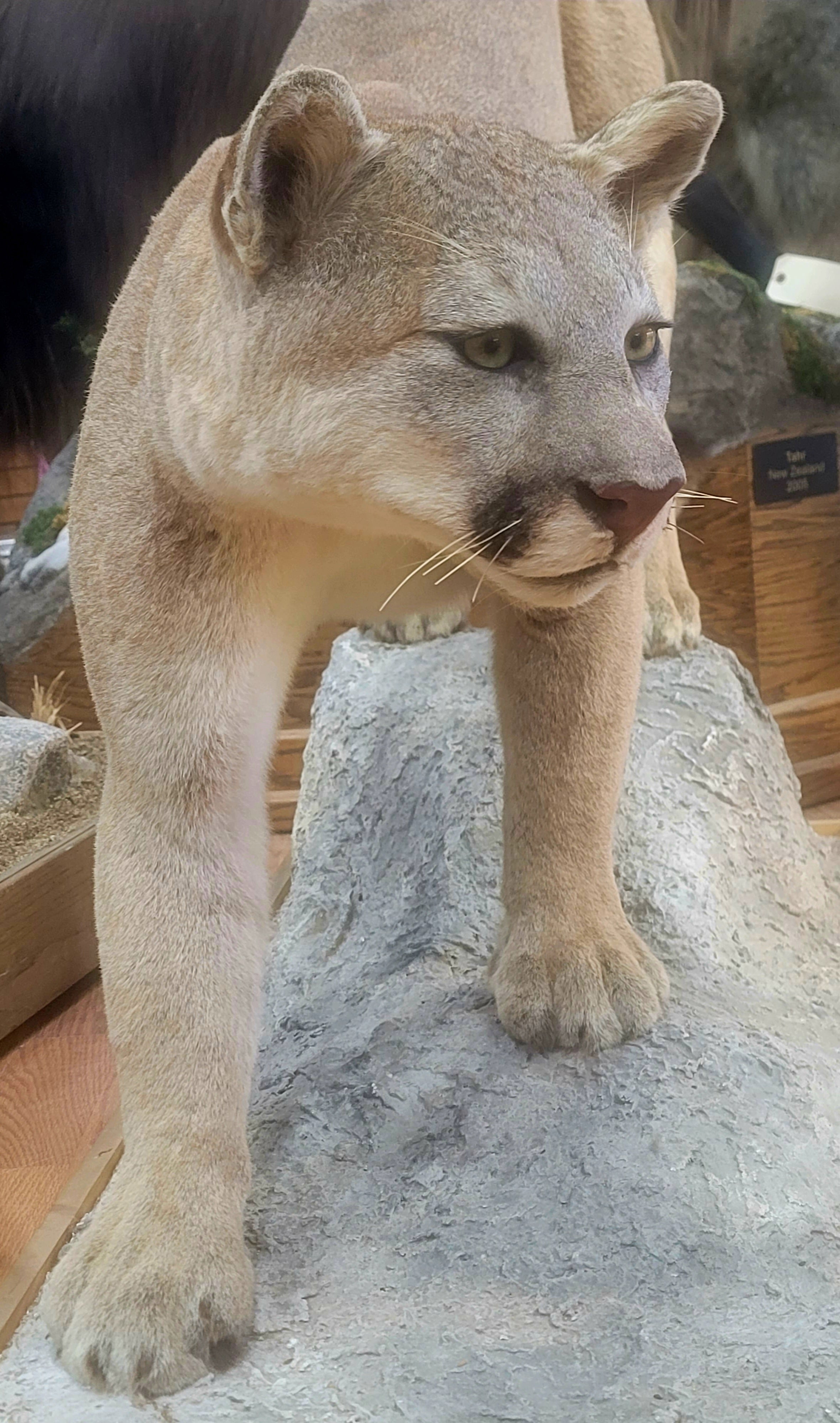 FHCOU300- Cougar Lifesize Taxidermy Mount