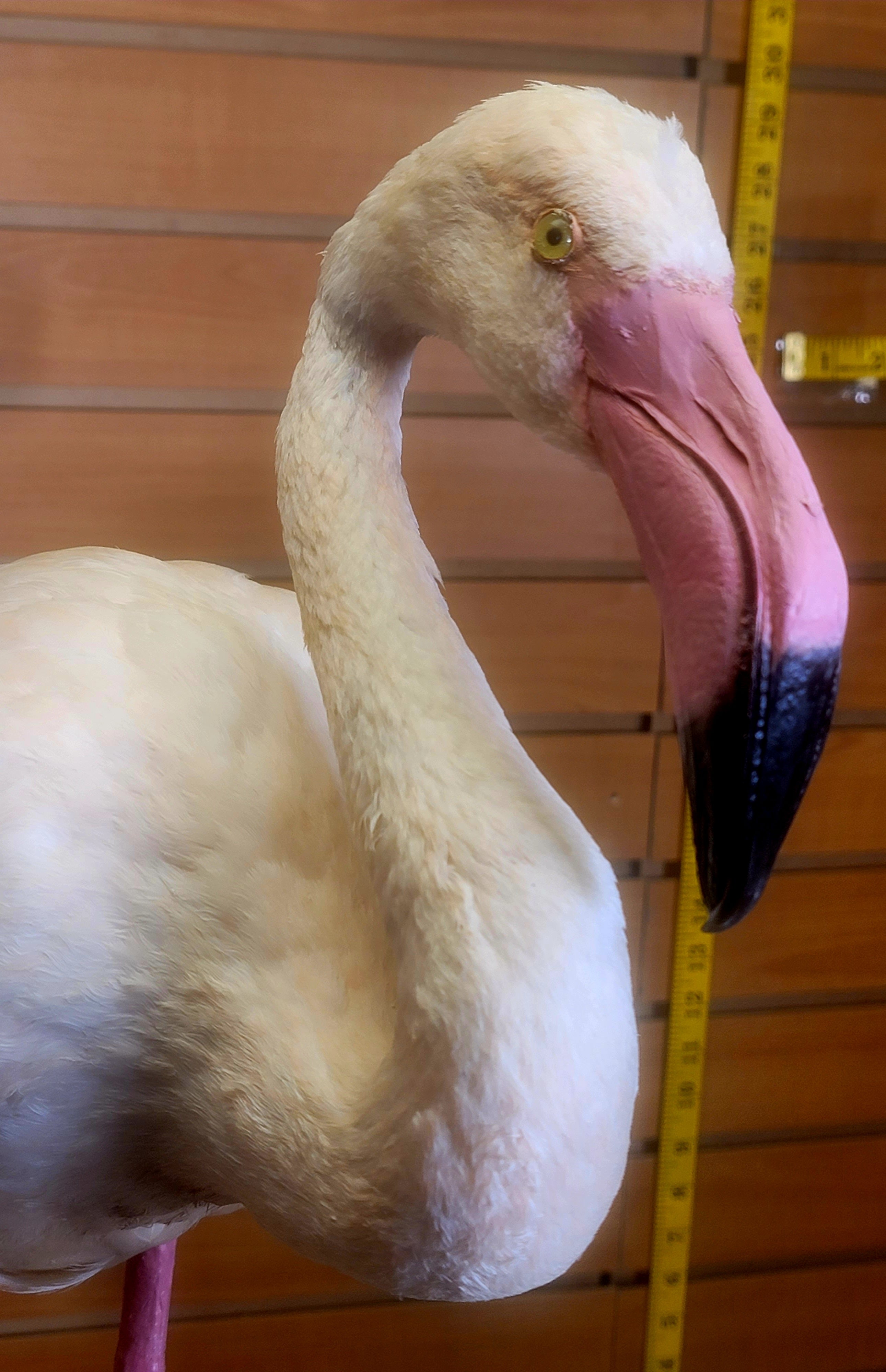 FHFLA302- Chilean Flamingo Lifesize Taxidermy Mount
