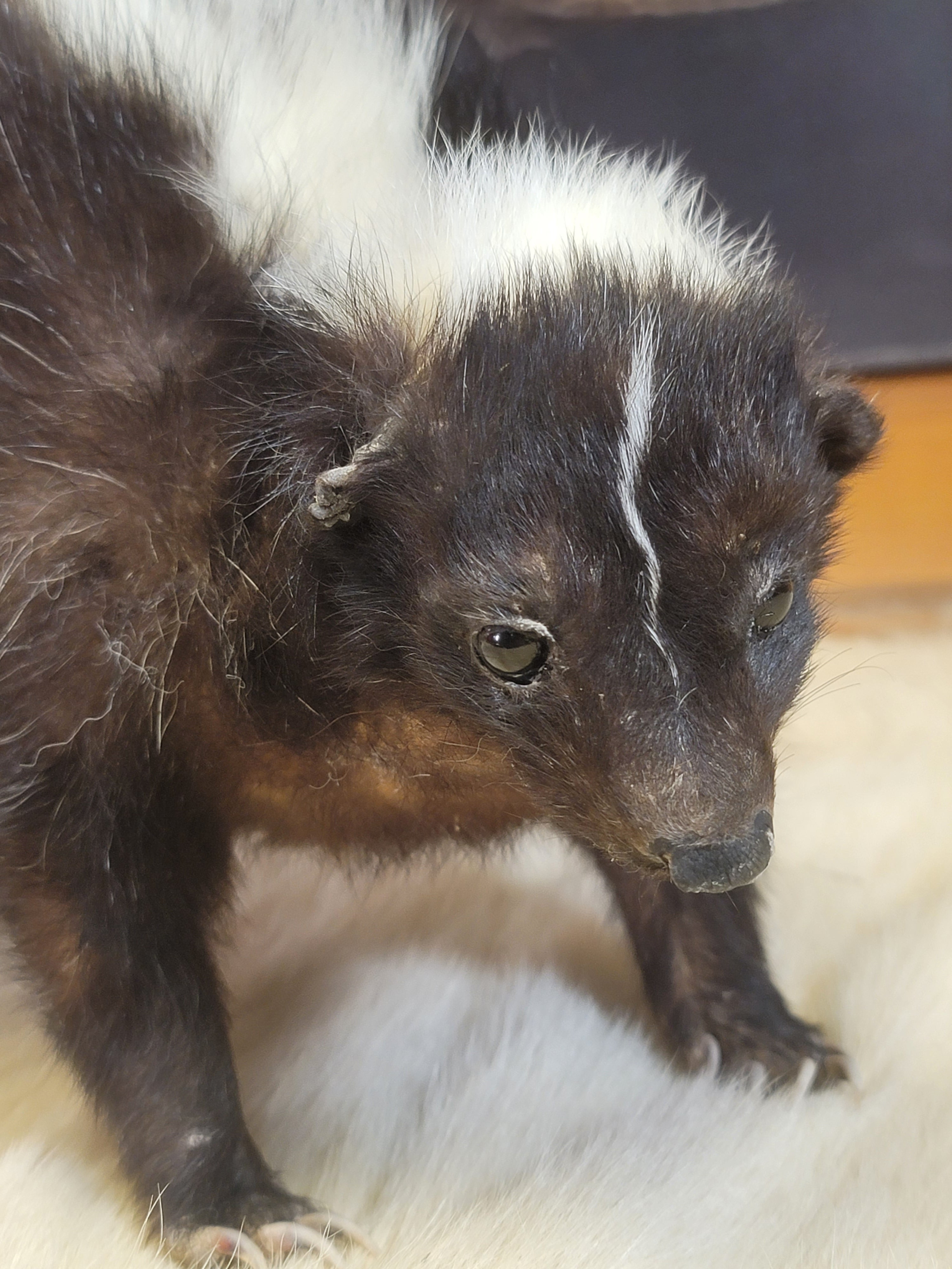 FHSKU302- Skunk Taxidermy Mount