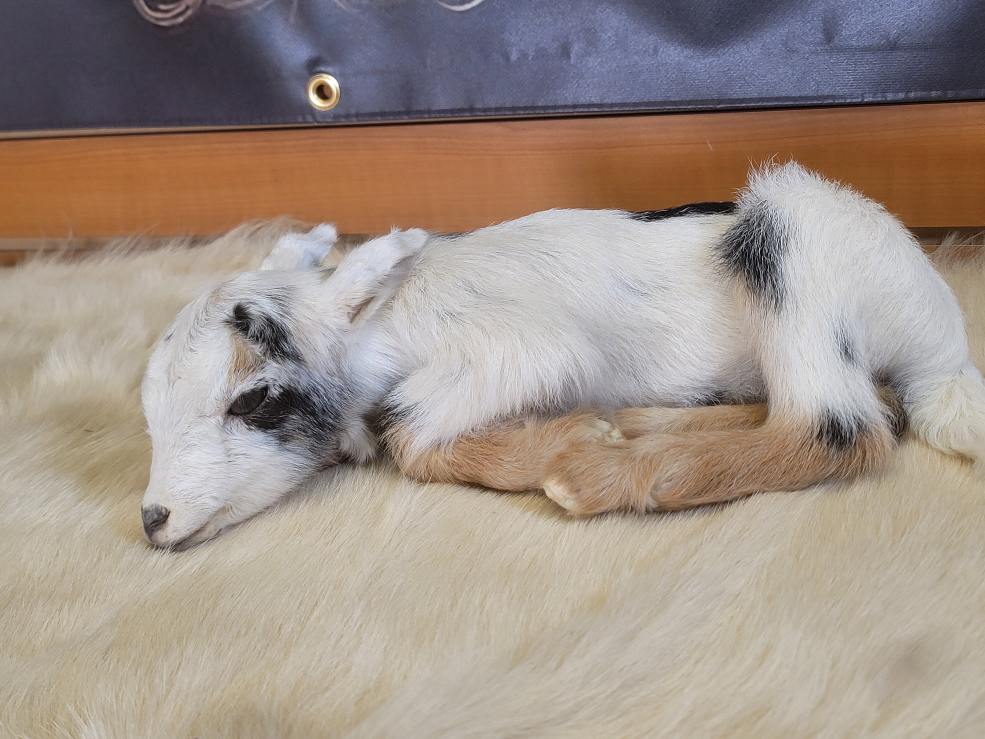 FHGOA300- Baby Goat taxidermy mount