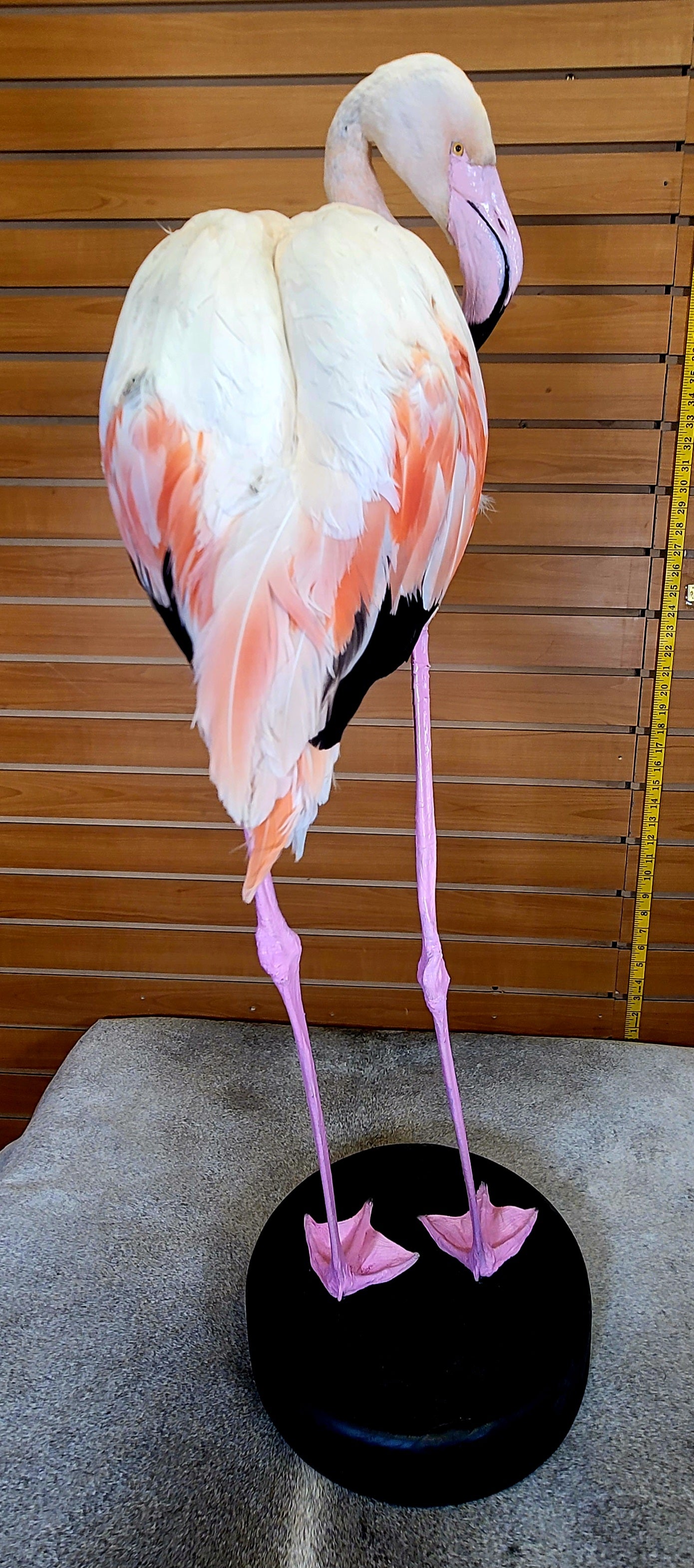 FHFLA303- Chilean Flamingo Lifesize Taxidermy Mount