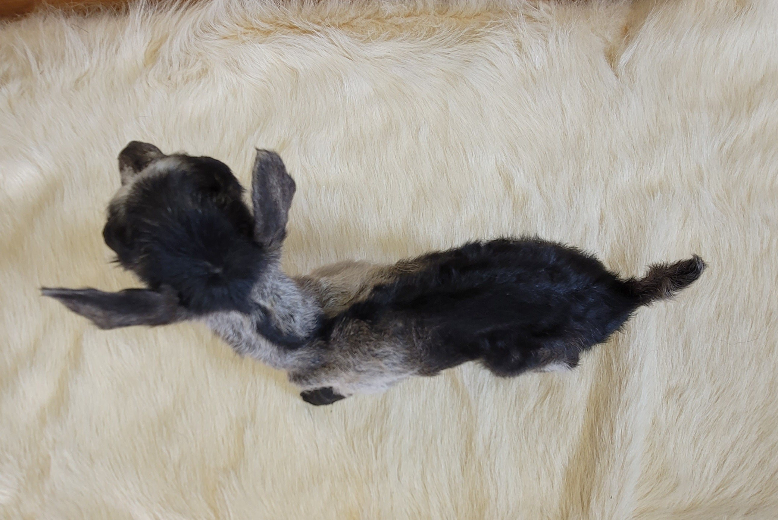 FHGOA303- Baby Goat Taxidermy Mount