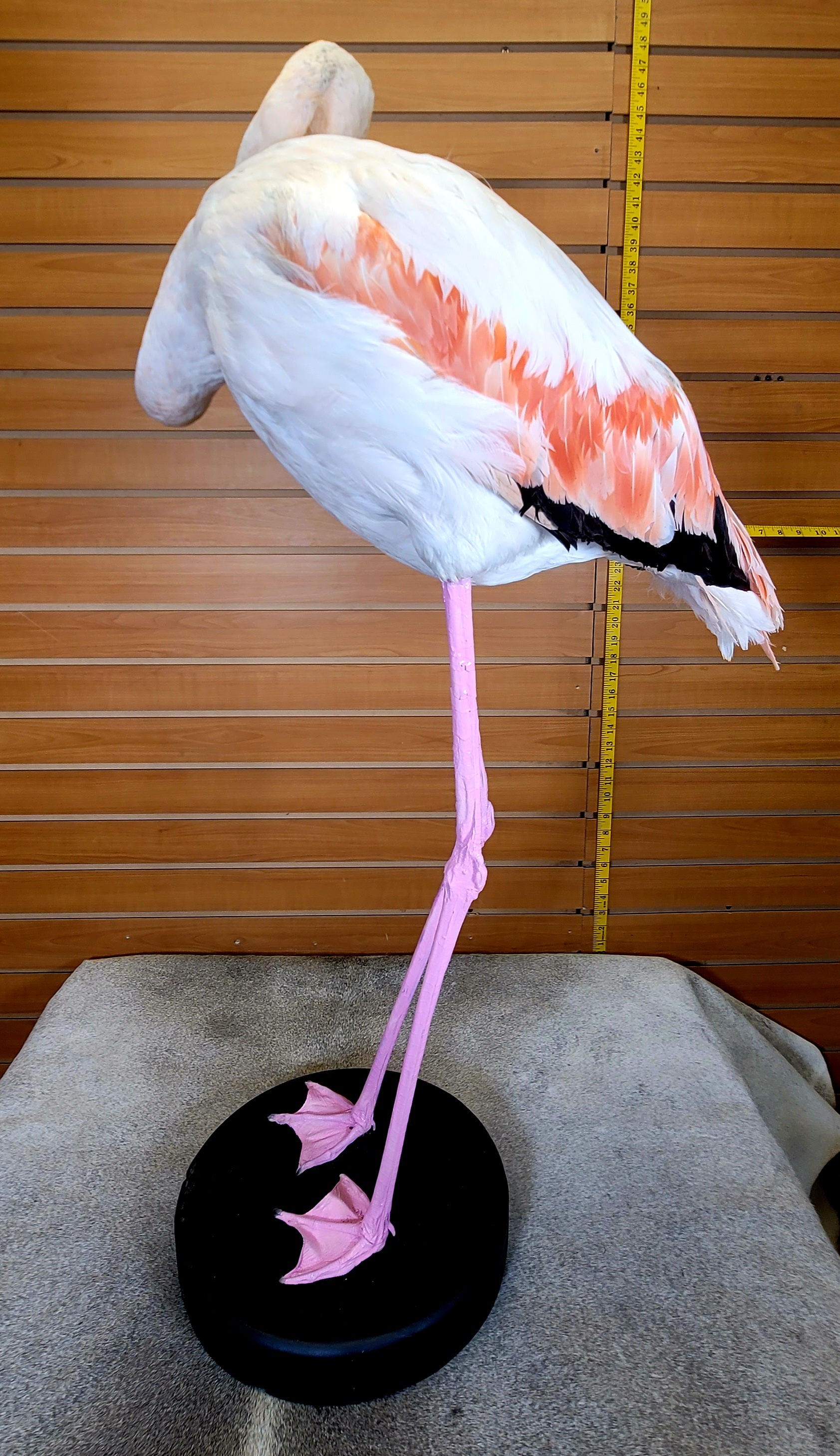FHFLA303- Chilean Flamingo Lifesize Taxidermy Mount
