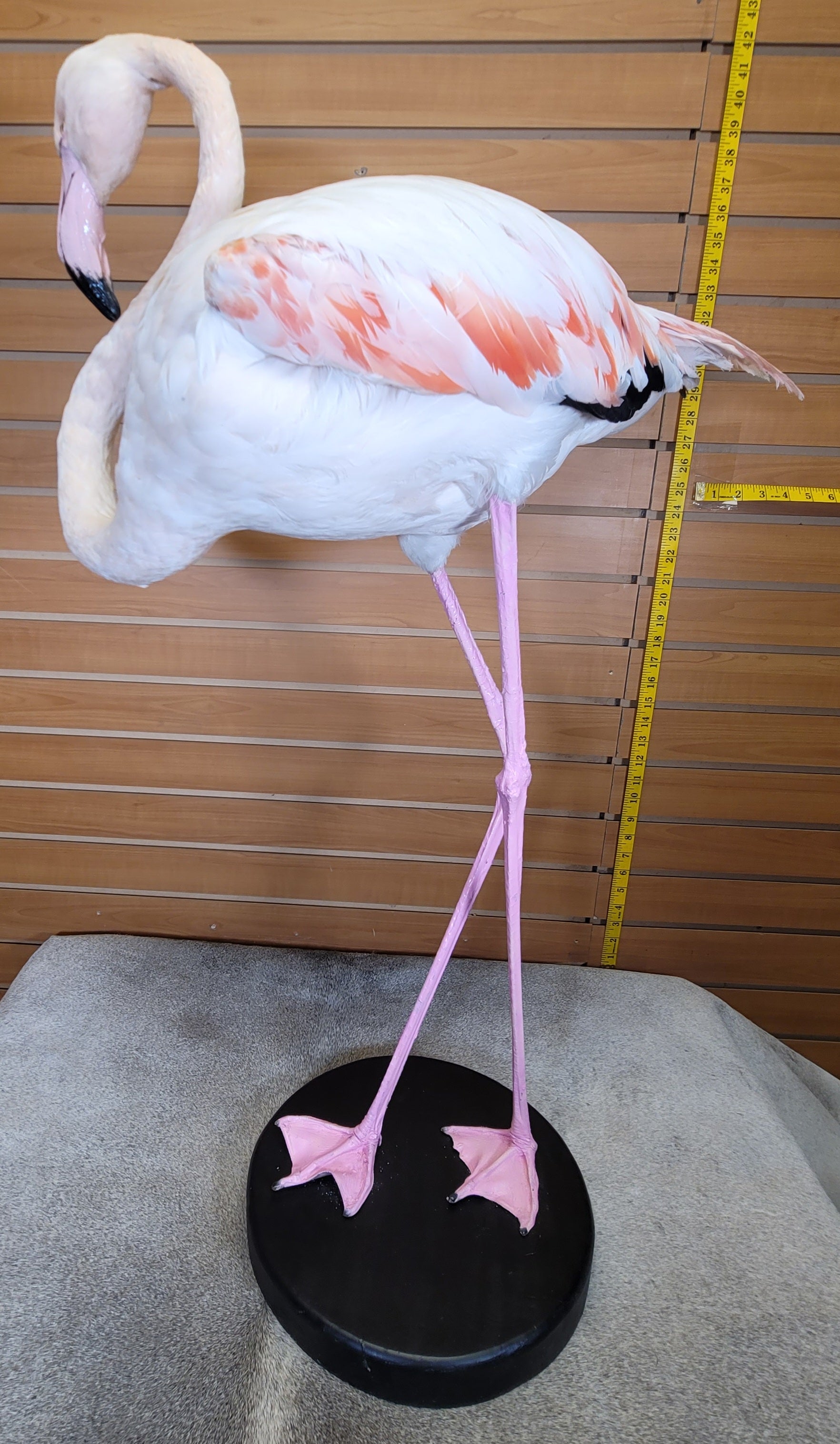 FHFLA301- Chilean Flamingo Lifesize Taxidermy Mount
