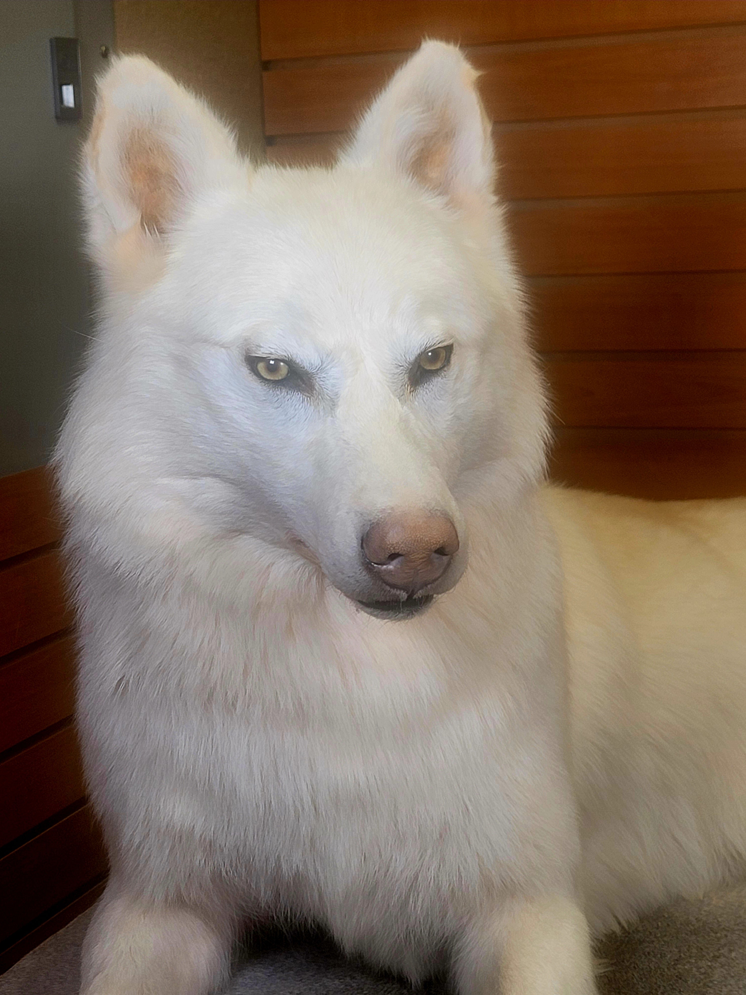 FHWOLF300- Rare White Wolf Lifesize Taxidermy Mount