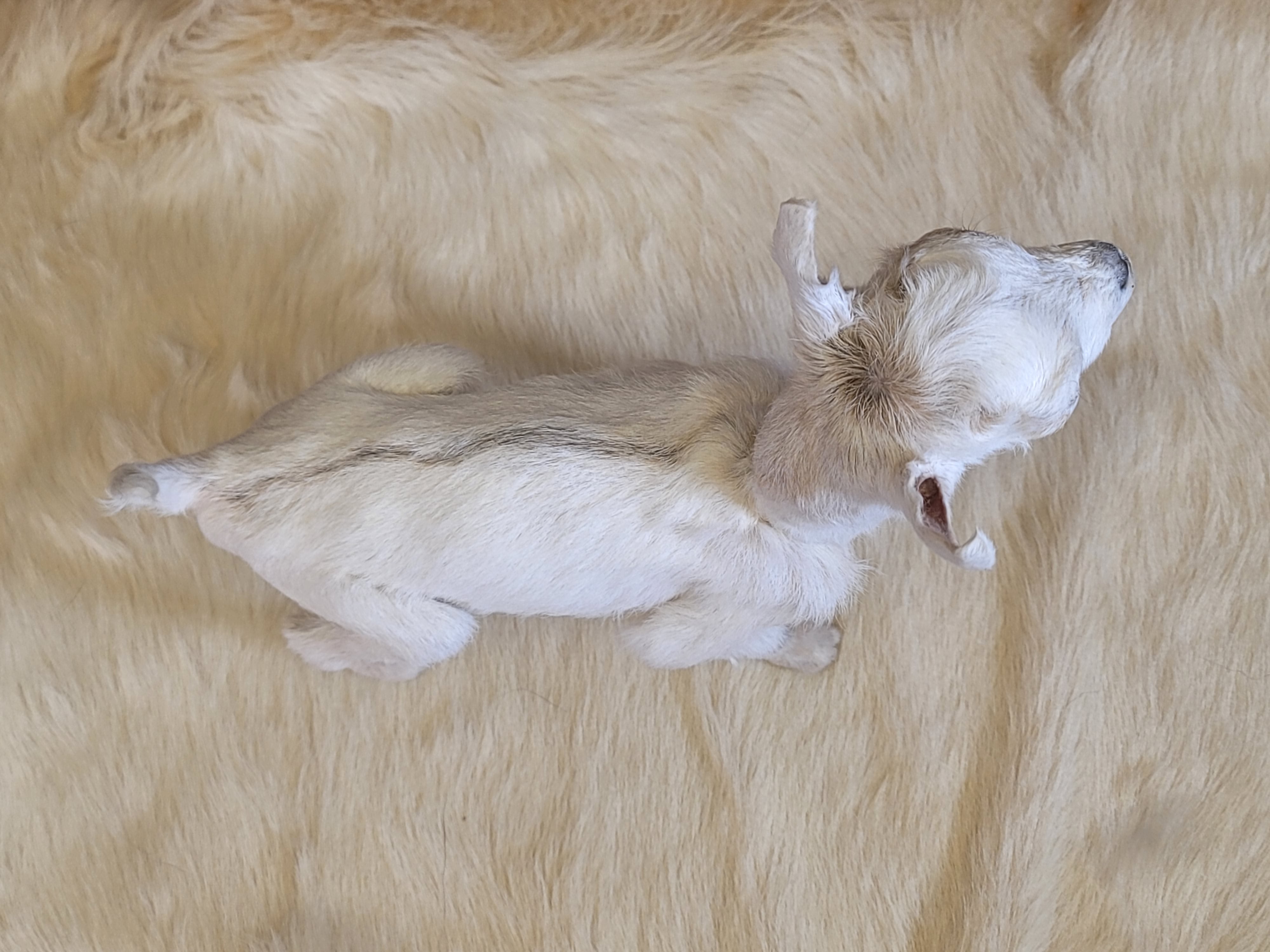 FHGOA305 - Baby Goat Taxidermy Mount