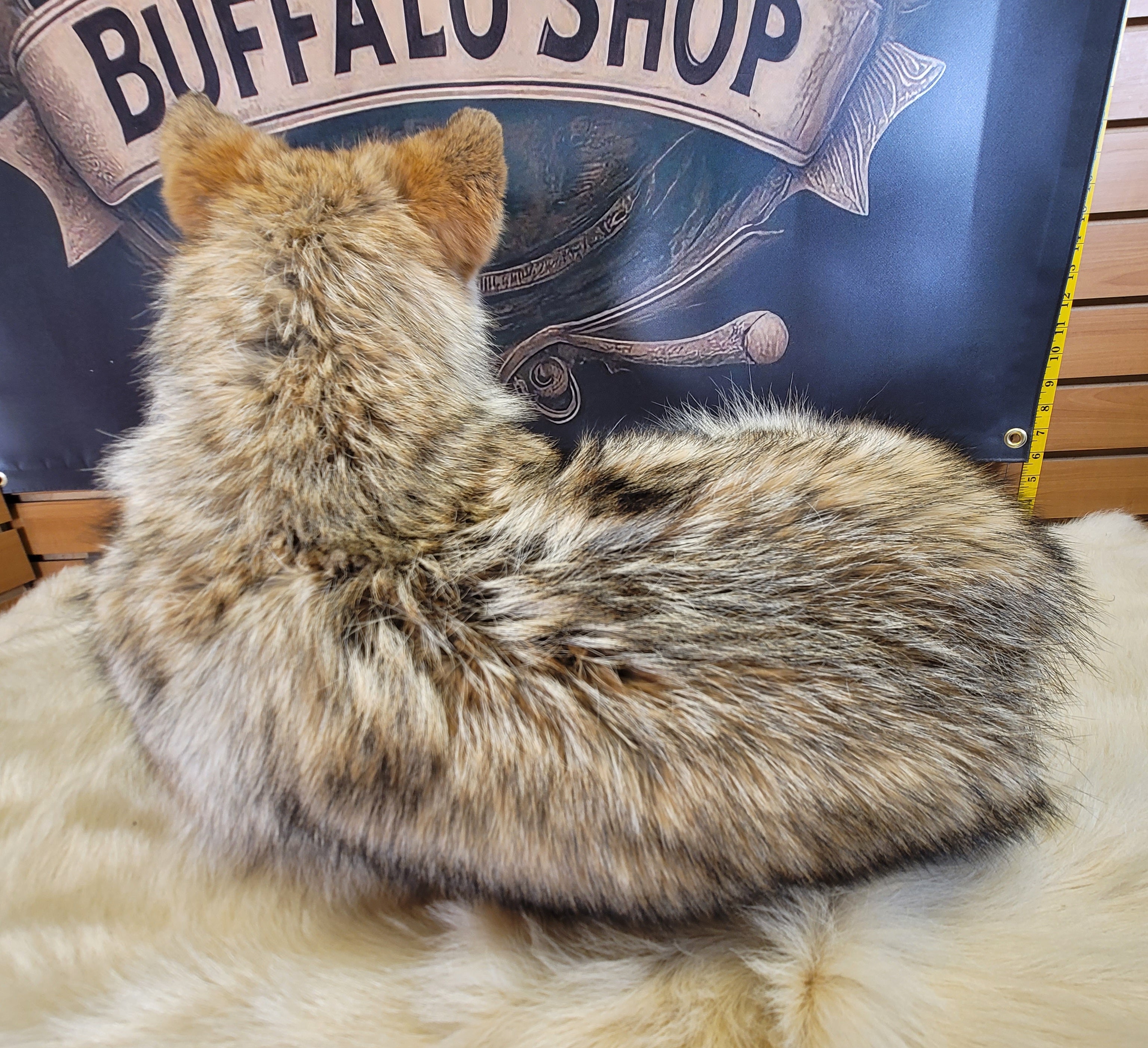 FHCOY304- Coyote Taxidermy Mount