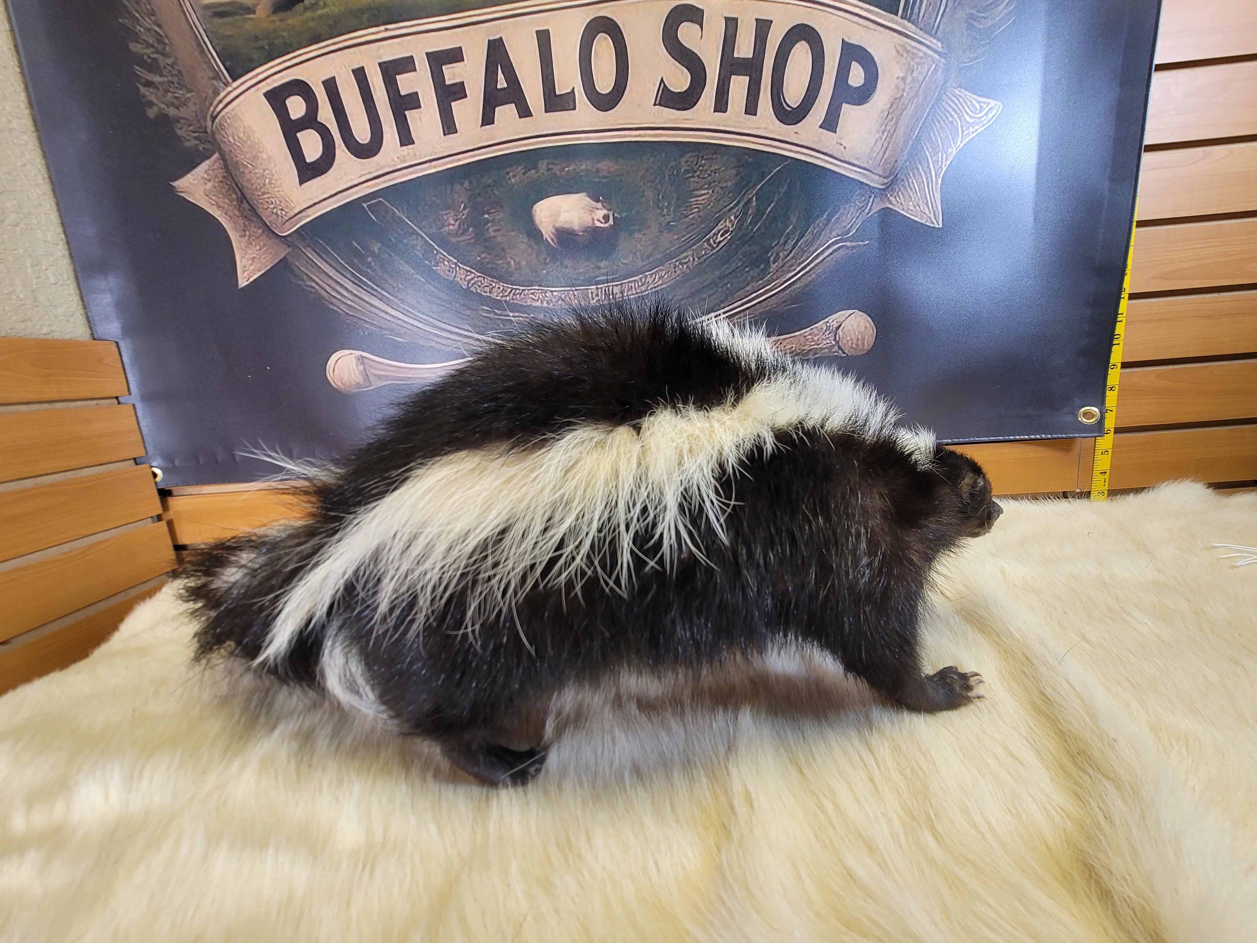 FHSKU306- Skunk Taxidermy Mount