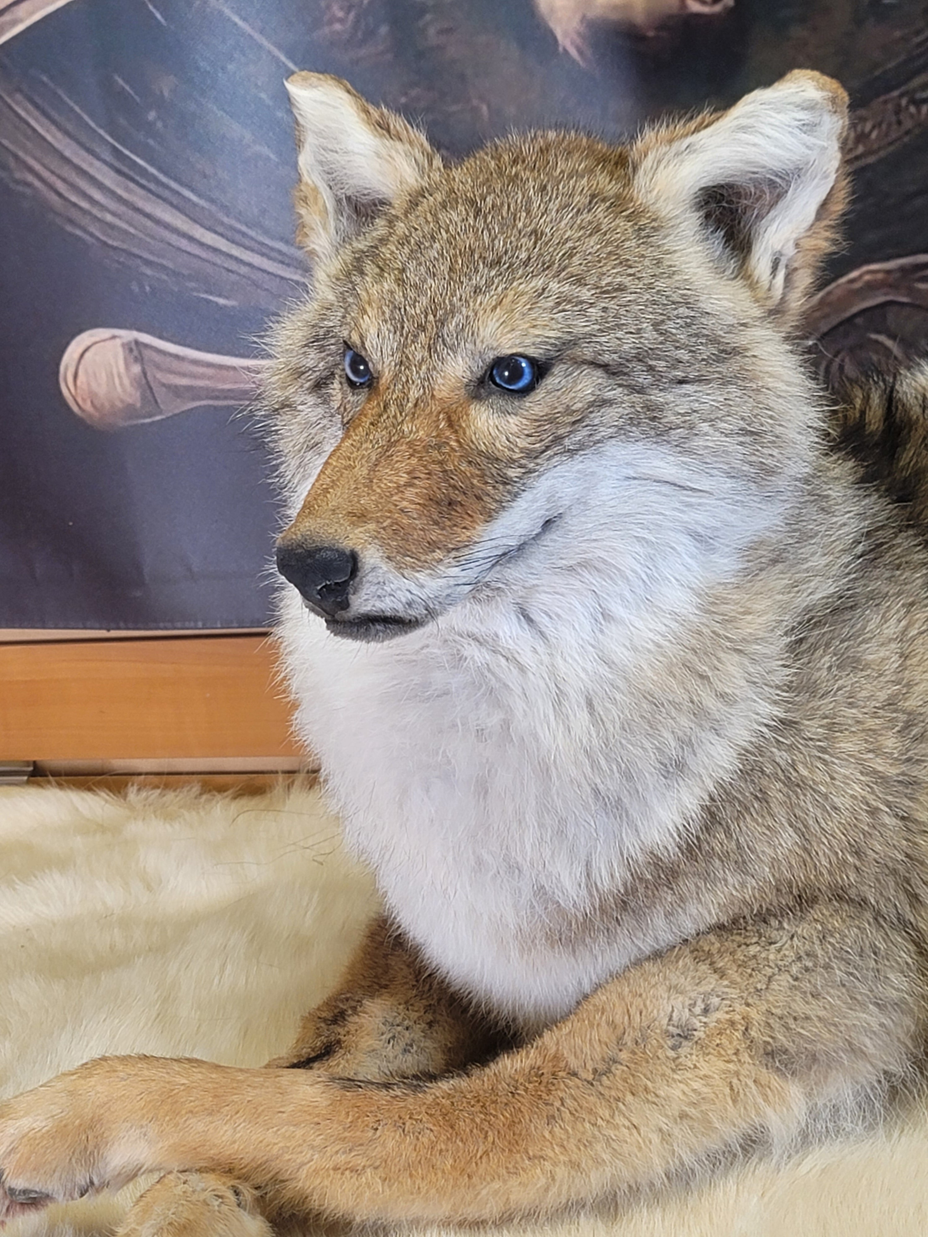 FHCOY302- Coyote Taxidermy Mount