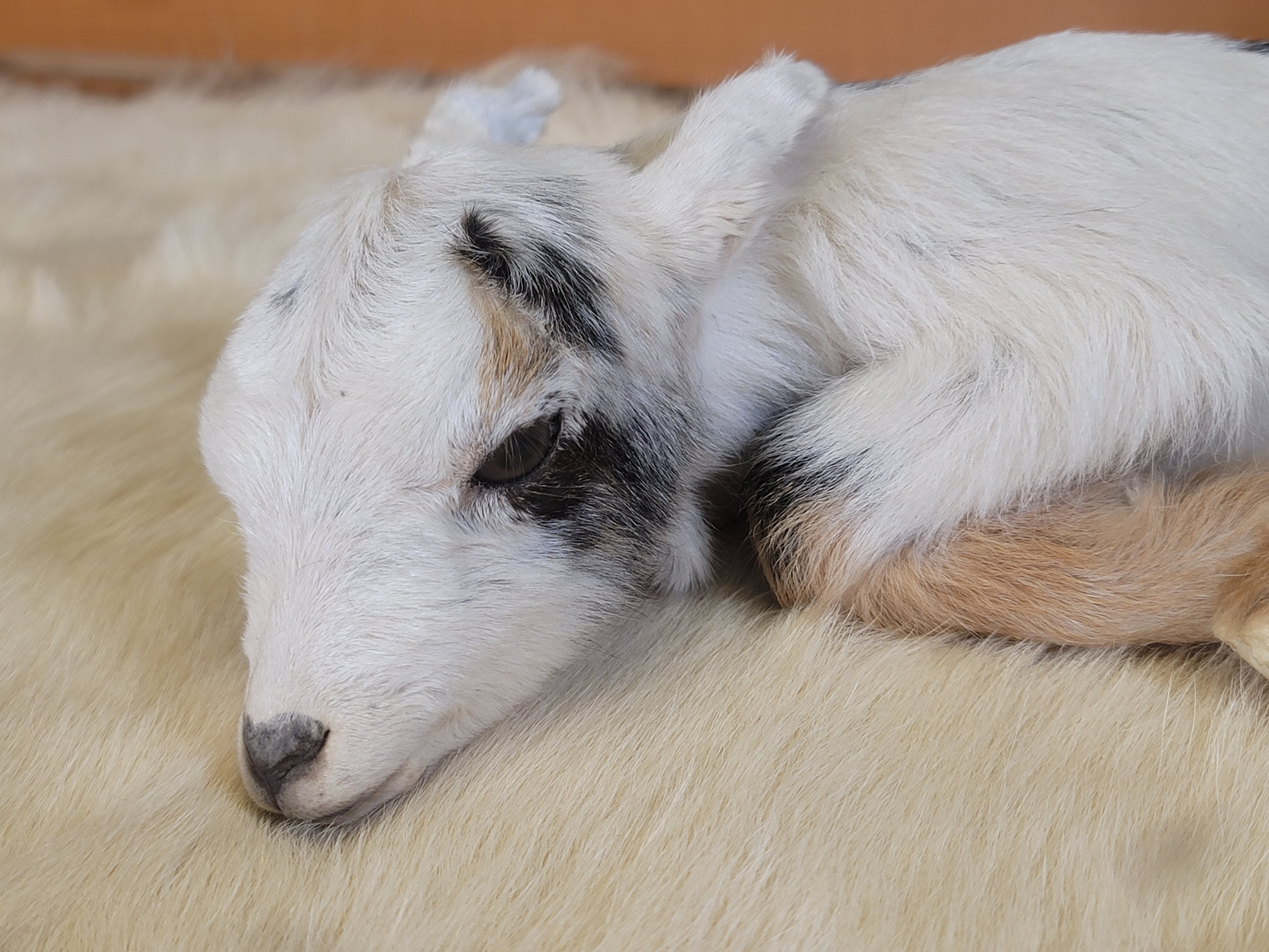 FHGOA300- Baby Goat taxidermy mount