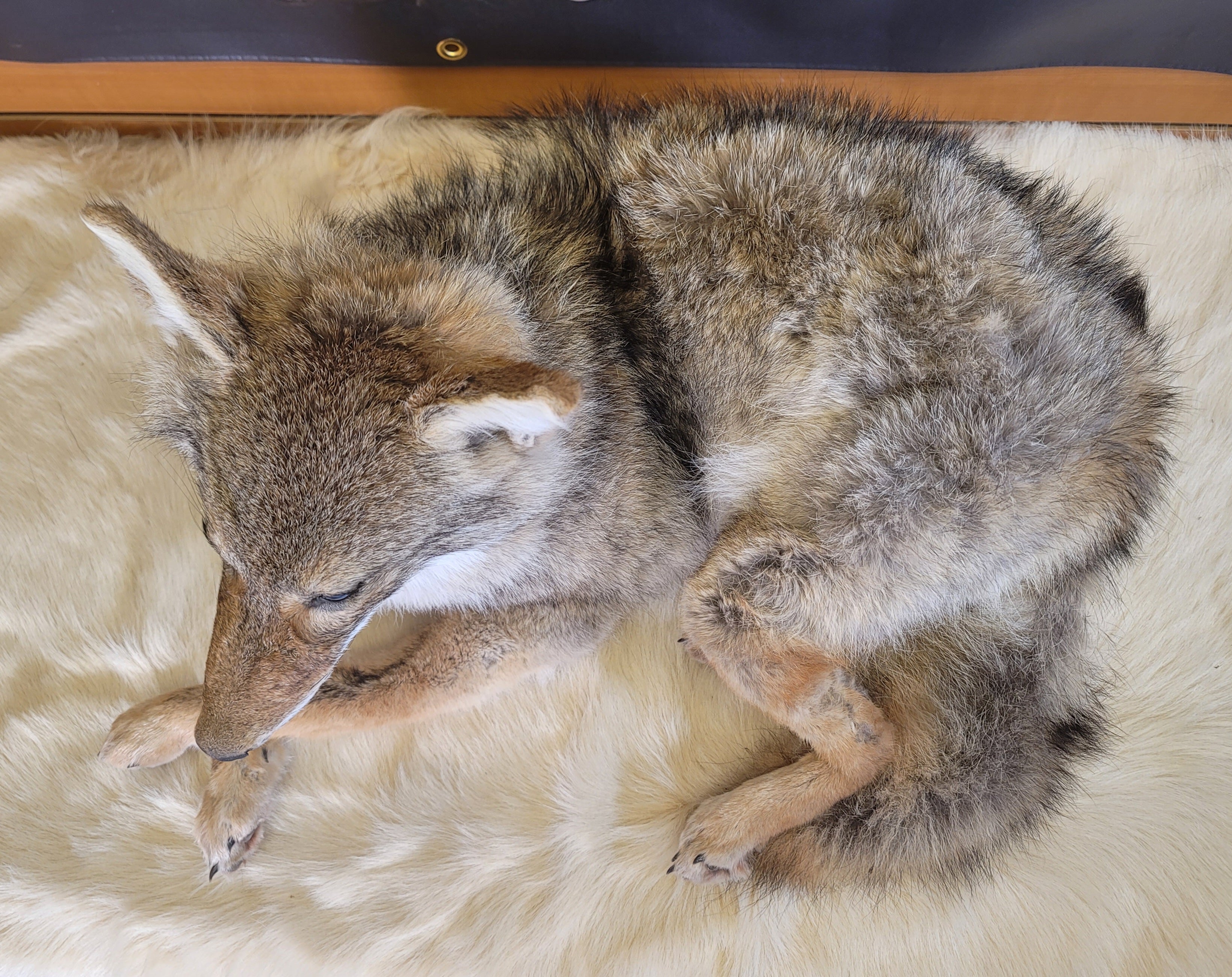 FHCOY302- Coyote Taxidermy Mount