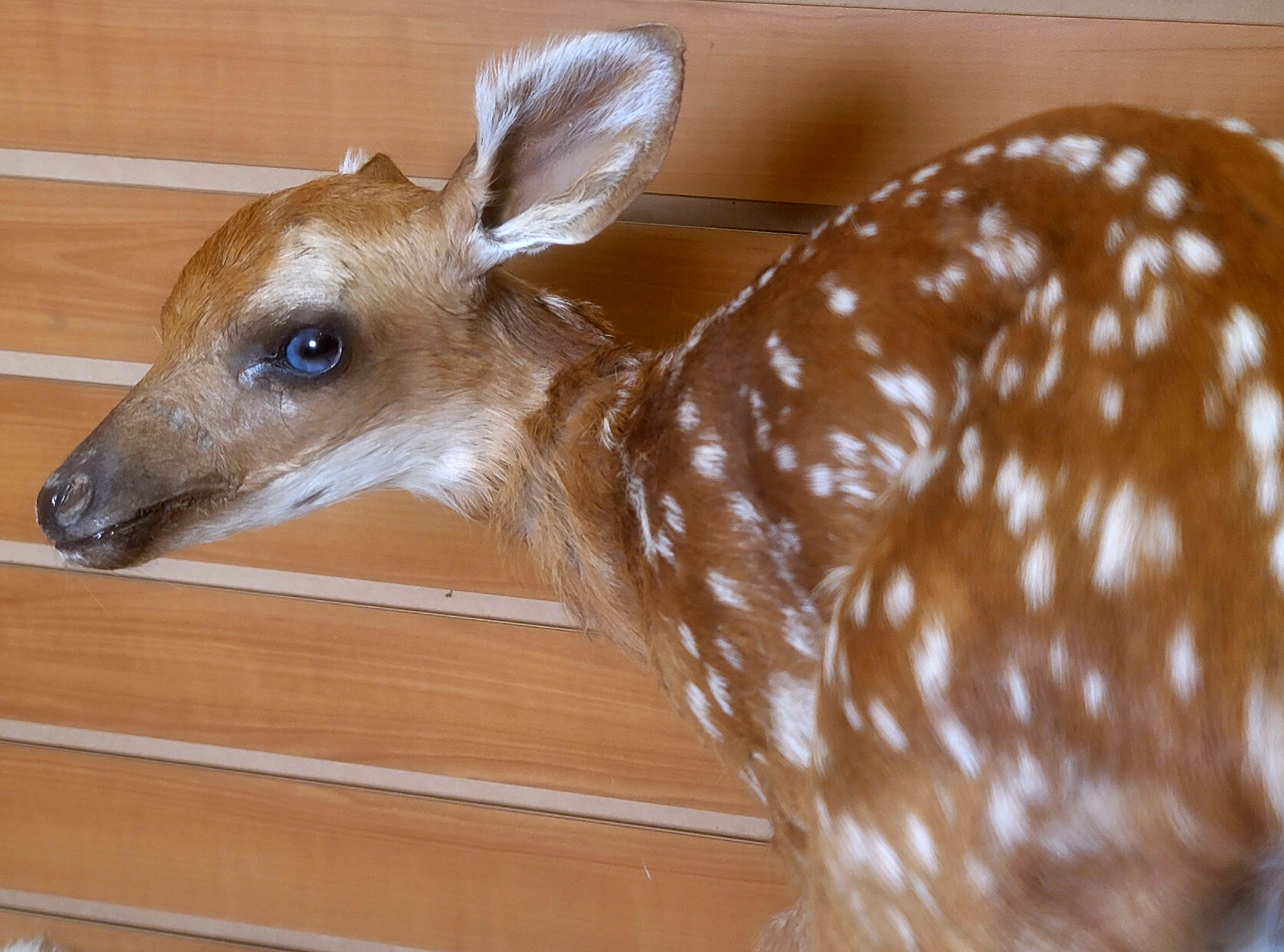 FHFAWN300- Fawn Lifesize Taxidermy Mount