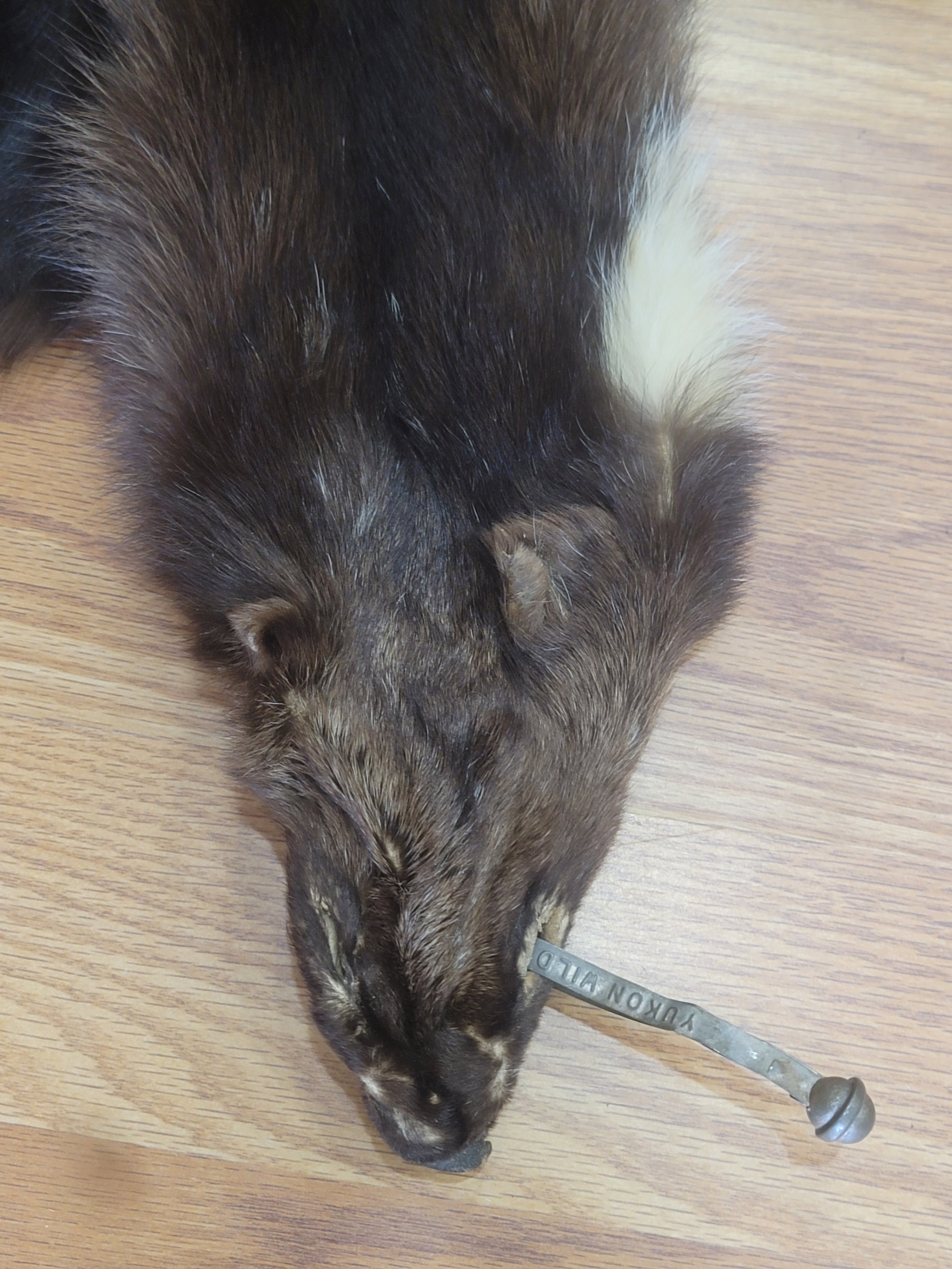 FHWVL300 - Wolverine Pelt Taxidermy