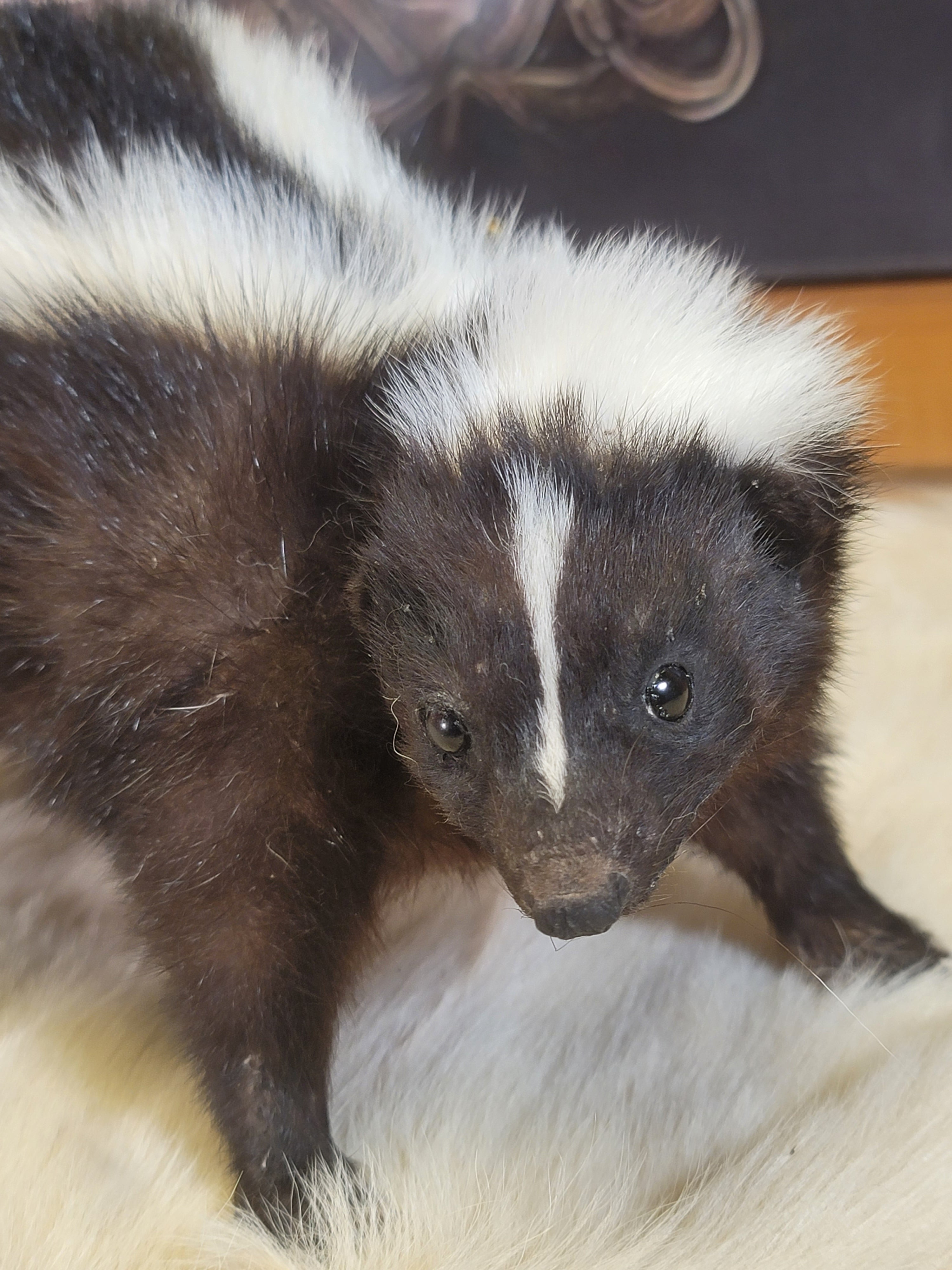 FHSKU301- Skunk Taxidermy Mount
