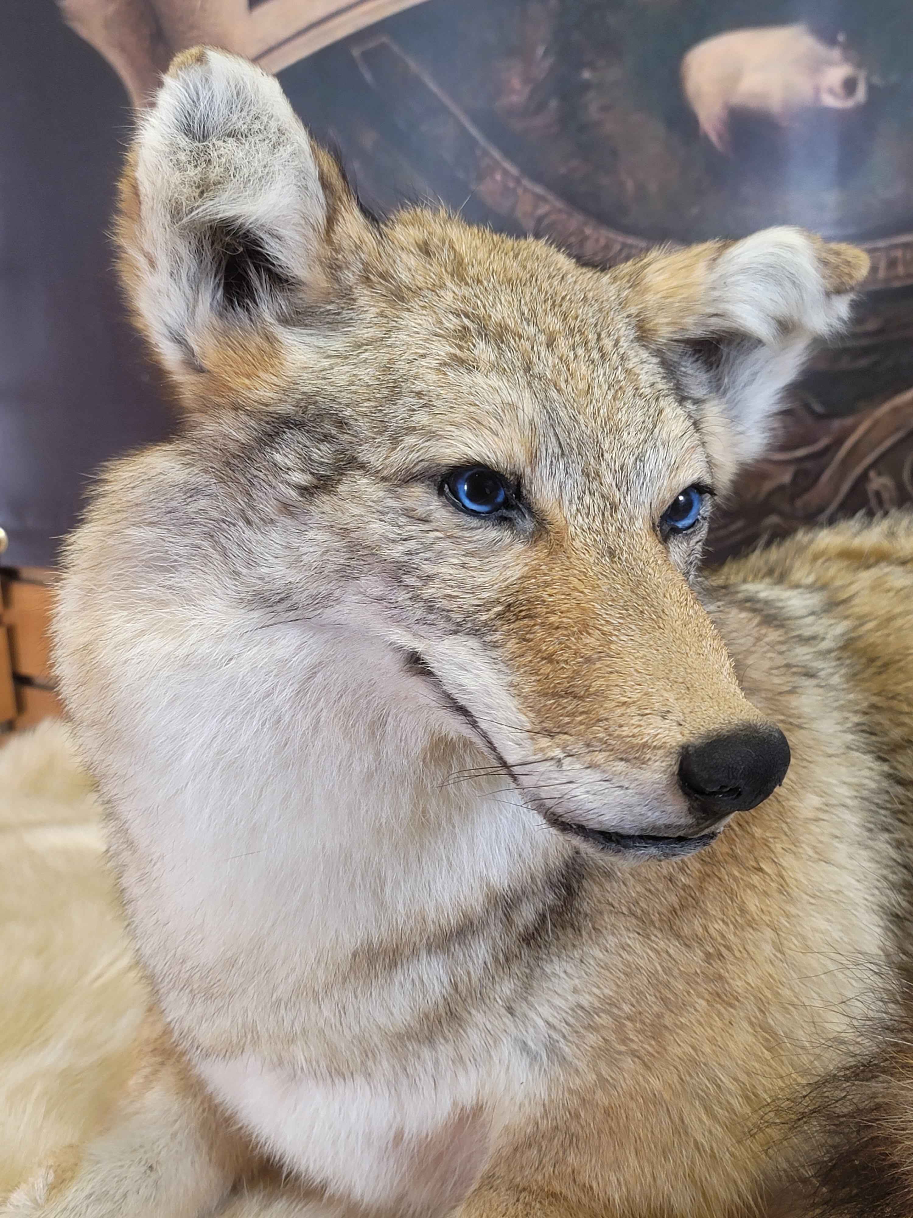 FHCOY305- Coyote Taxidermy Mount