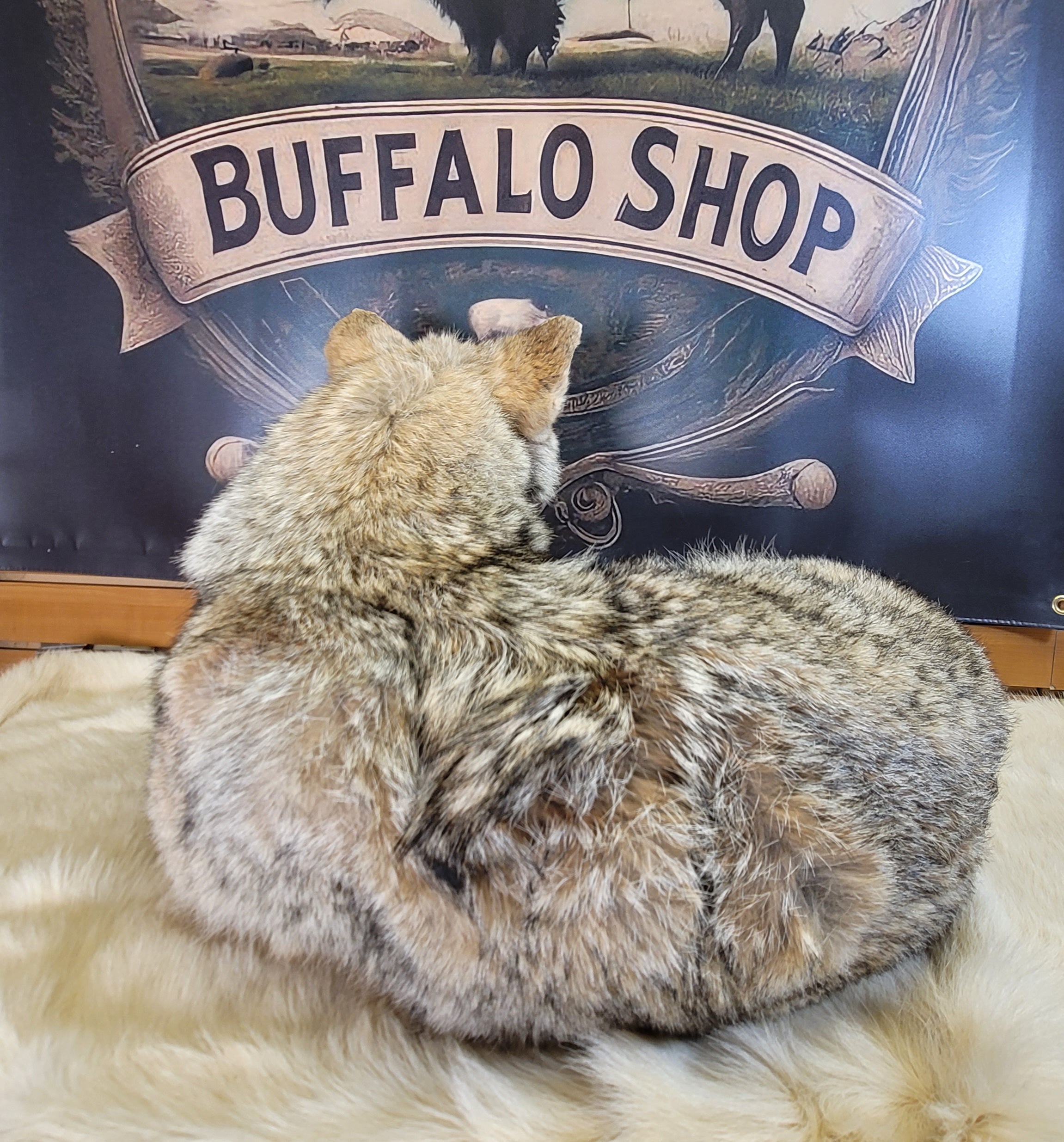 FHCOY300- Coyote Full Body Taxidermy Mount