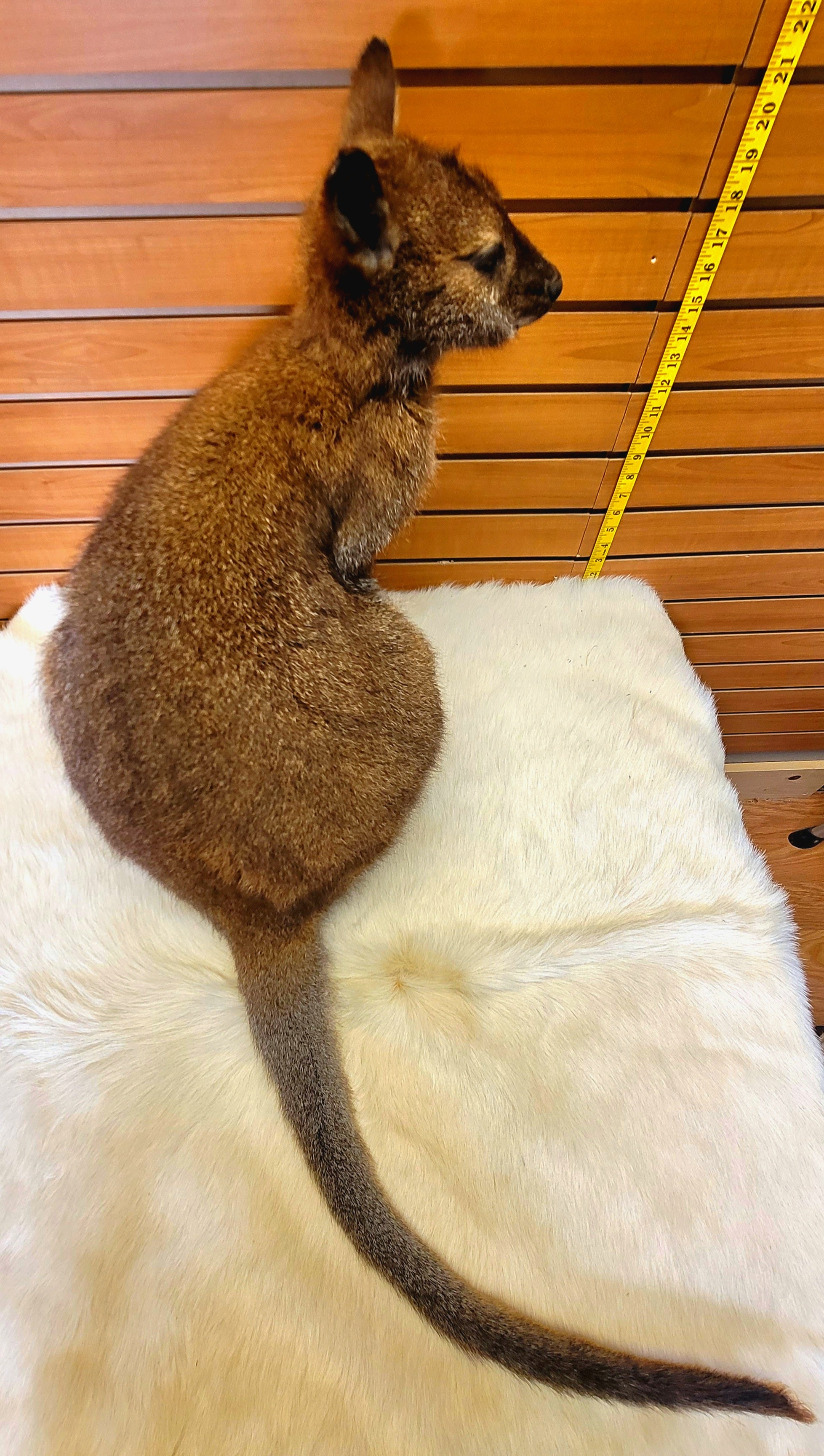 FHWAL300- Wallaby Lifesize Taxidermy Mount