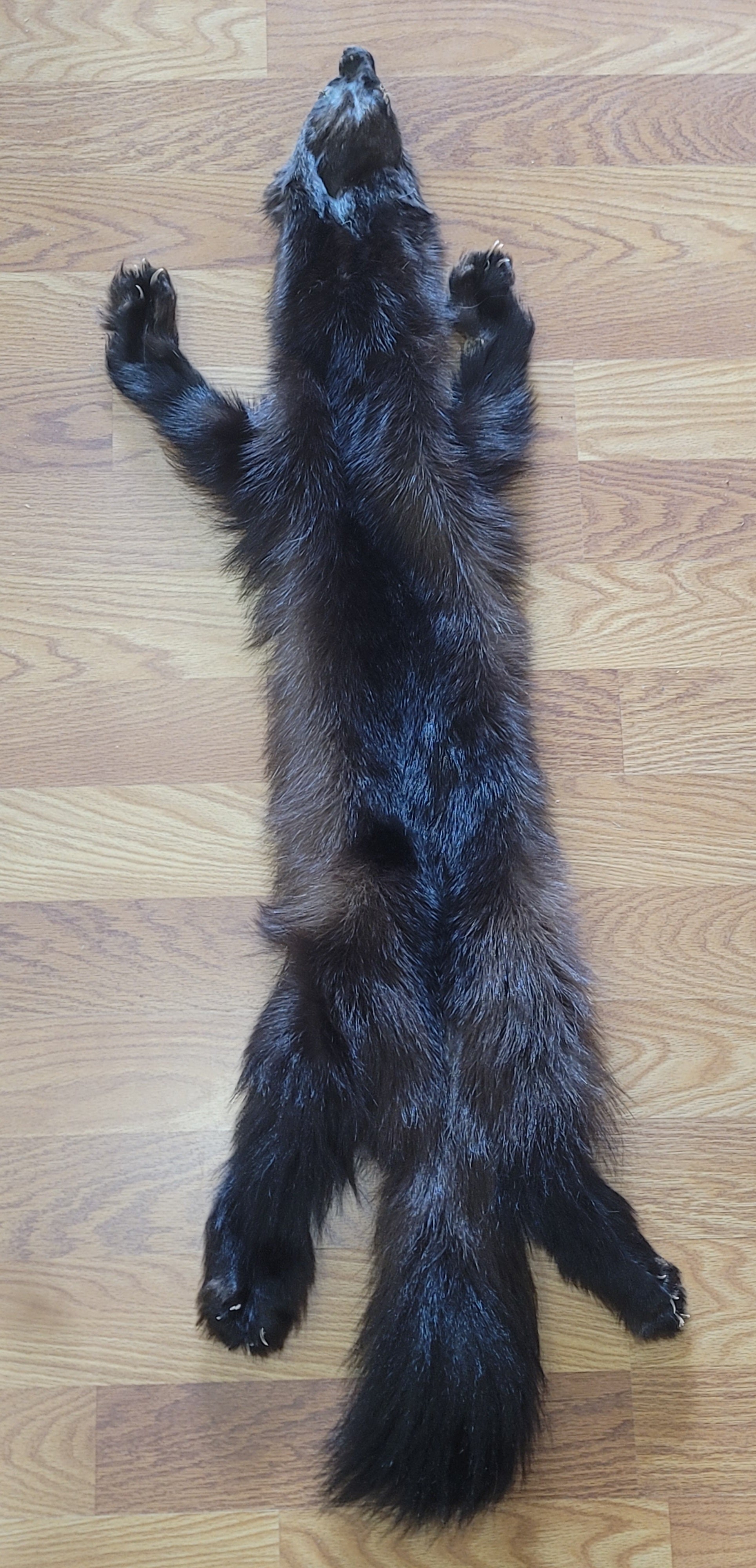 FHWVR301- Wolverine Pelt Taxidermy