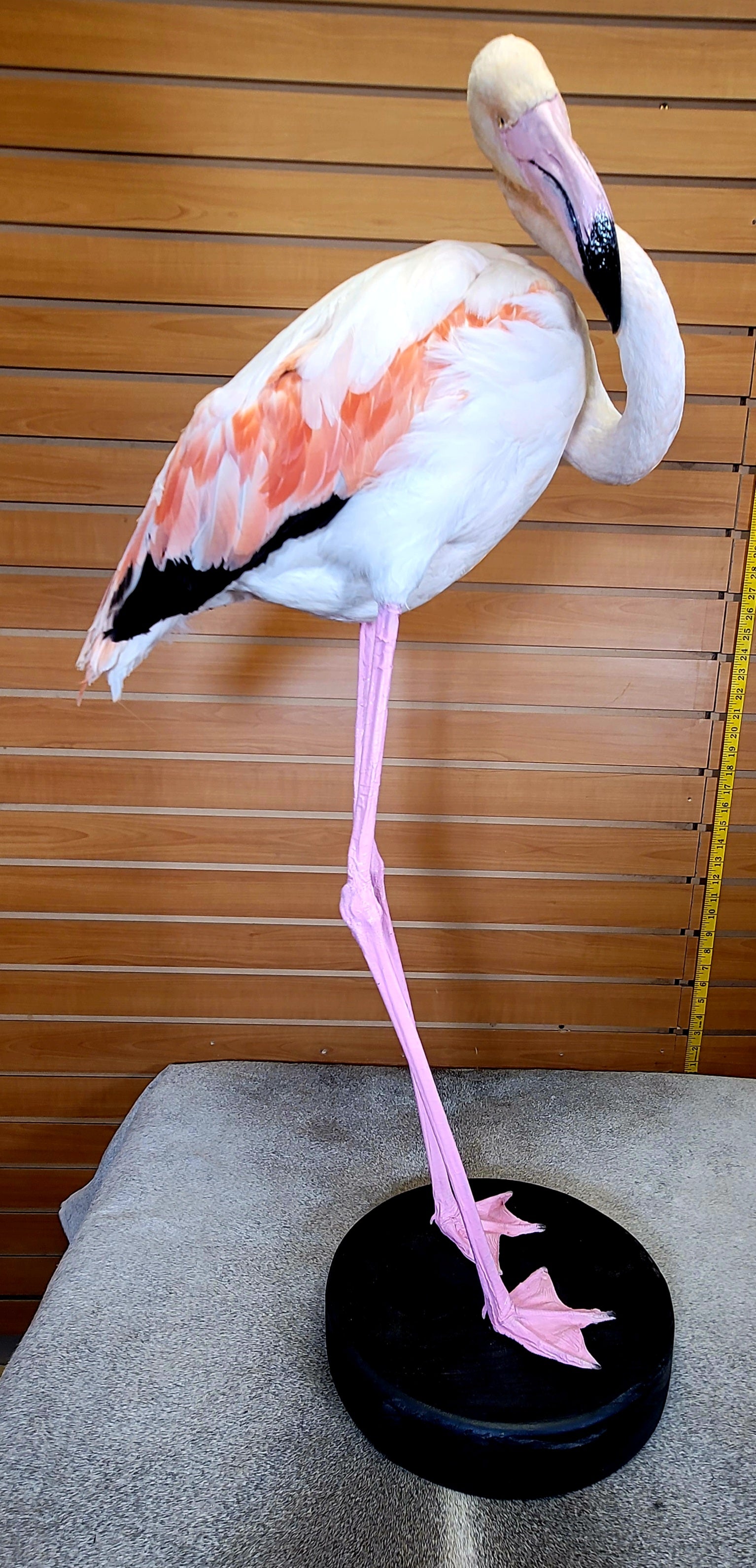 FHFLA303- Chilean Flamingo Lifesize Taxidermy Mount