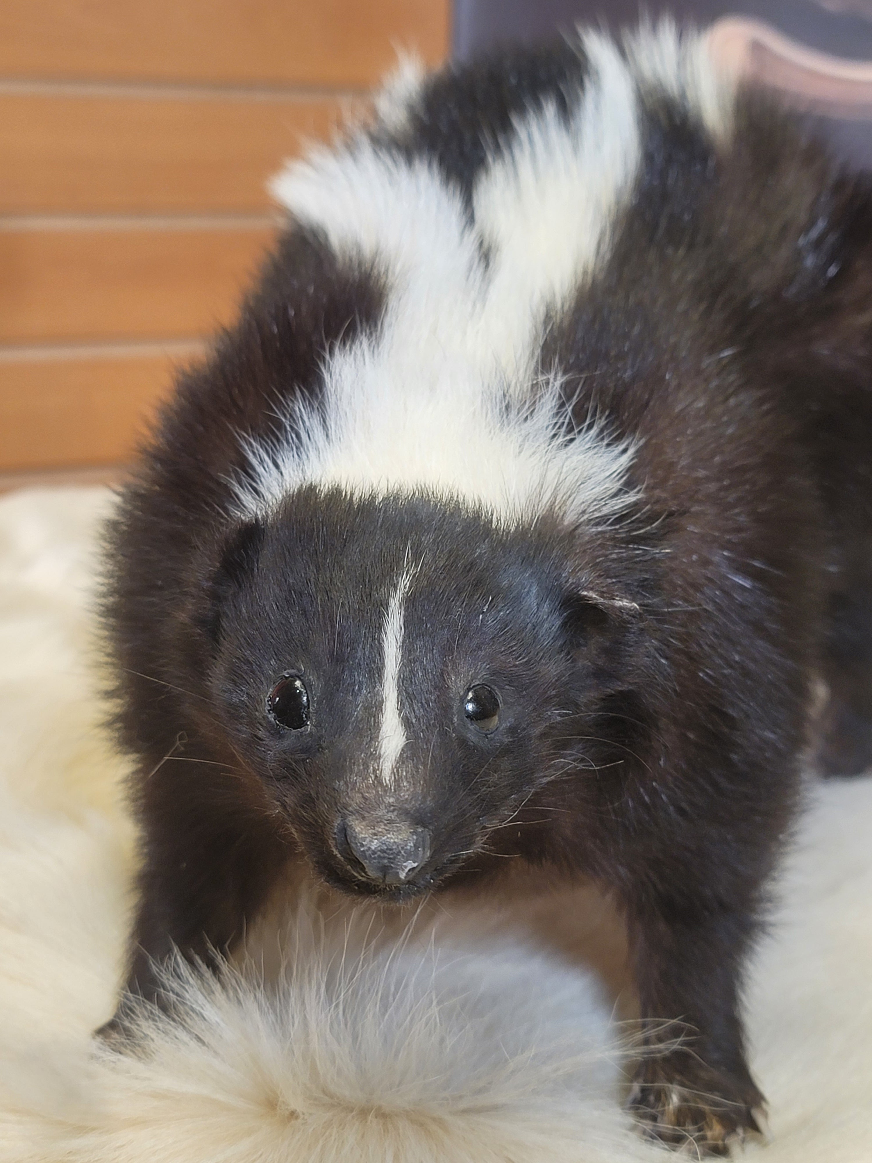 FHSKU300- Skunk Taxidermy Mount