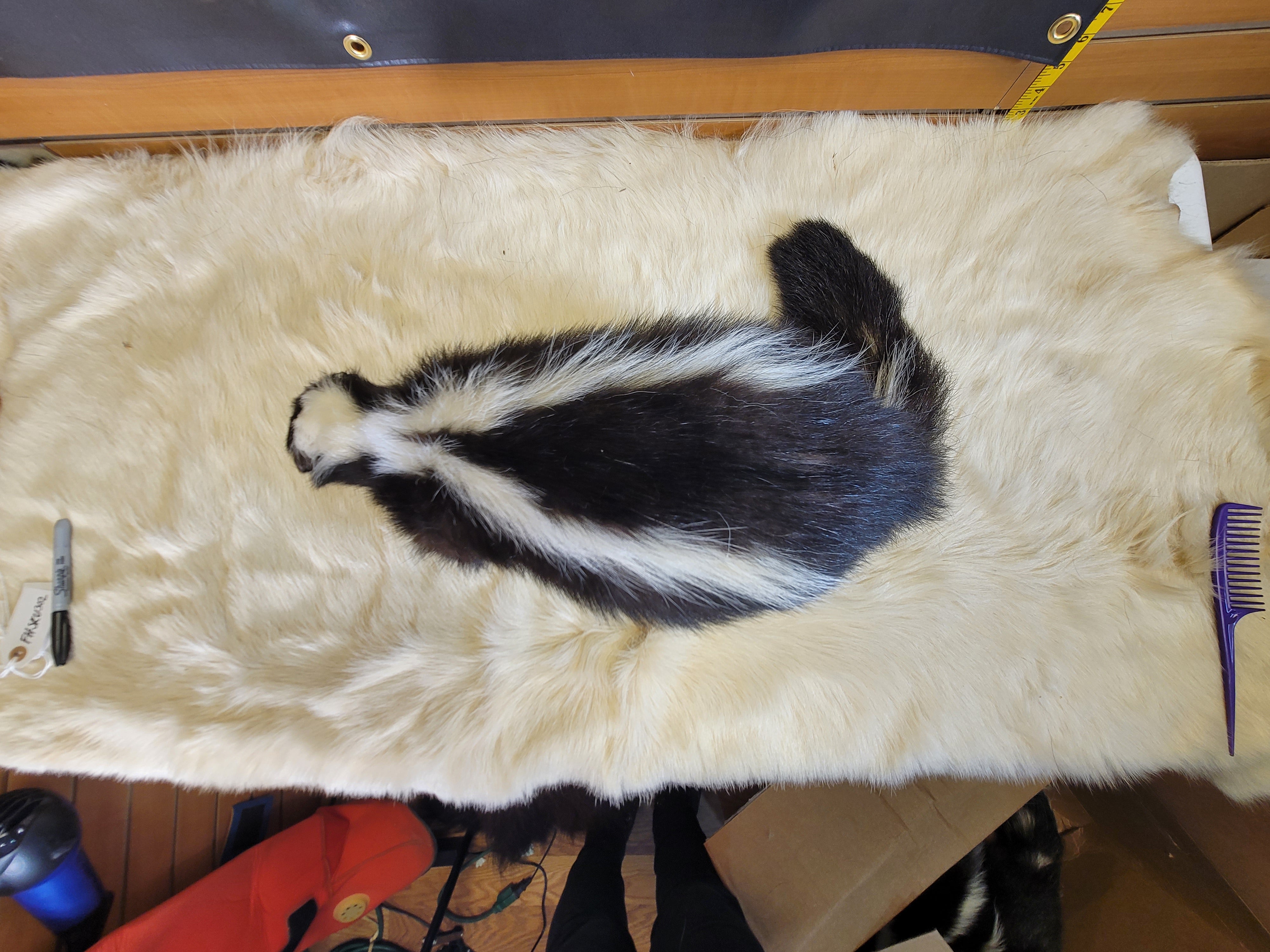 FHSKU302- Skunk Taxidermy Mount