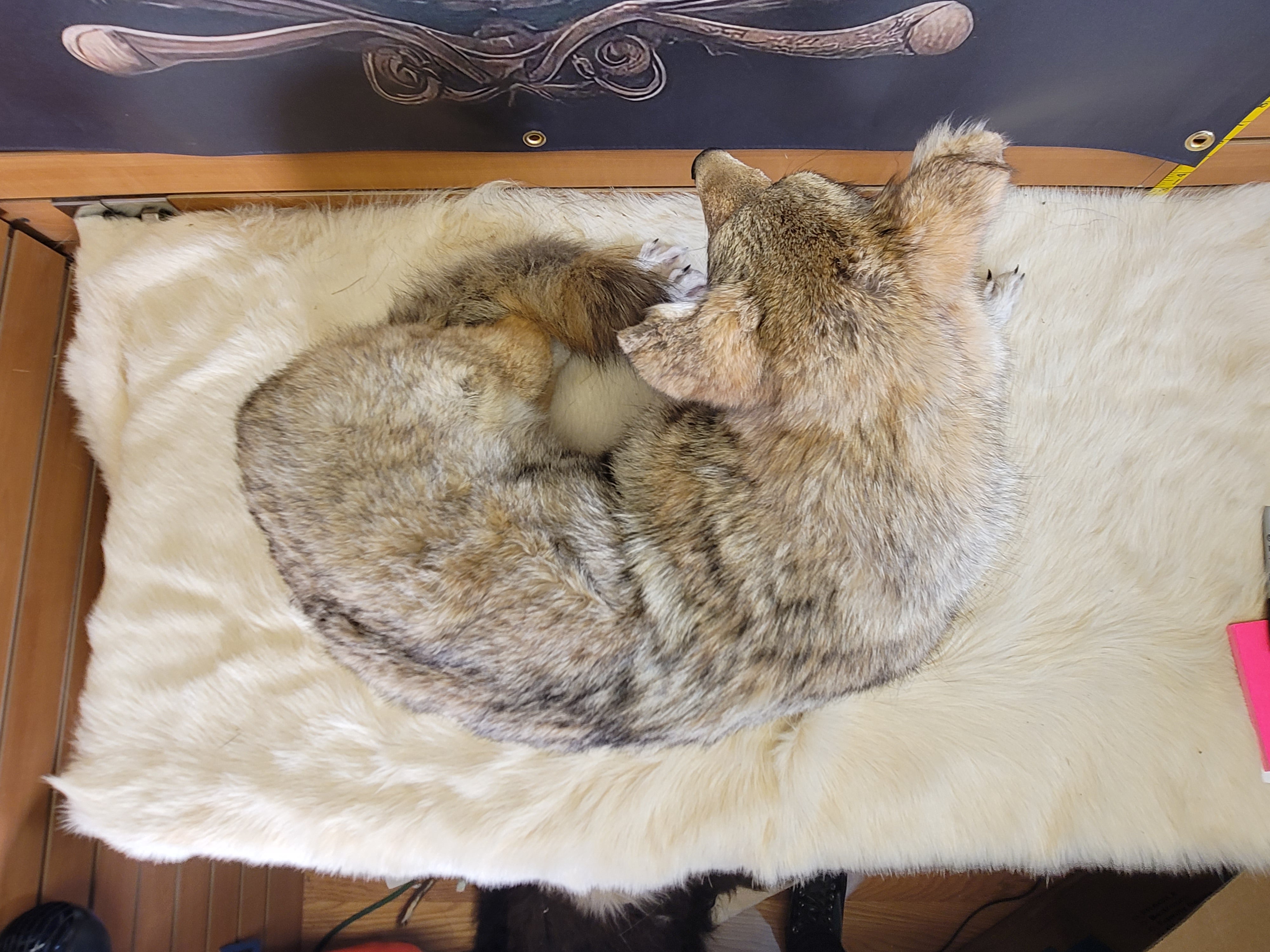 FHCOY305- Coyote Taxidermy Mount