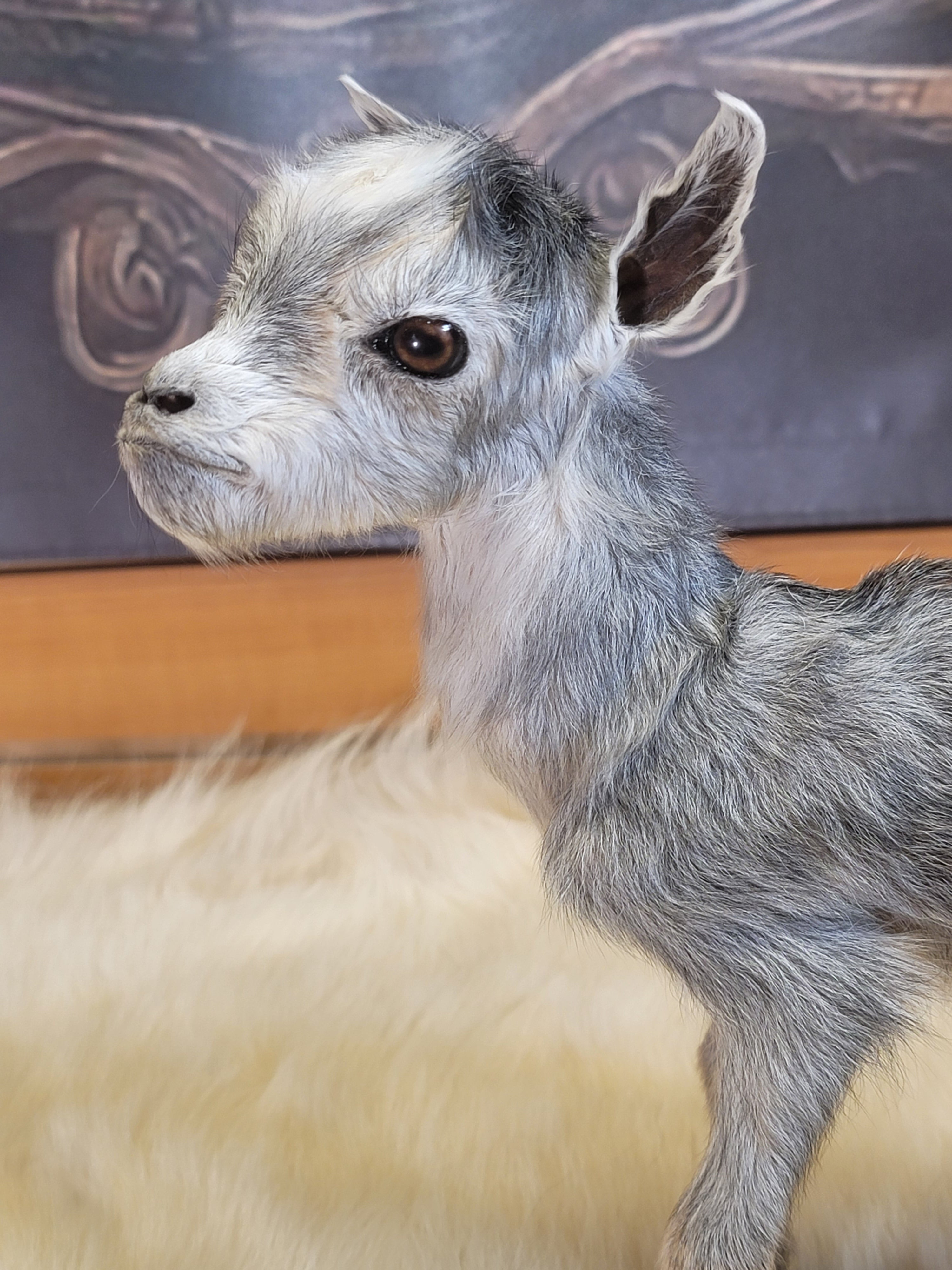 FHGOA304- Baby Goat Taxidermy Mount