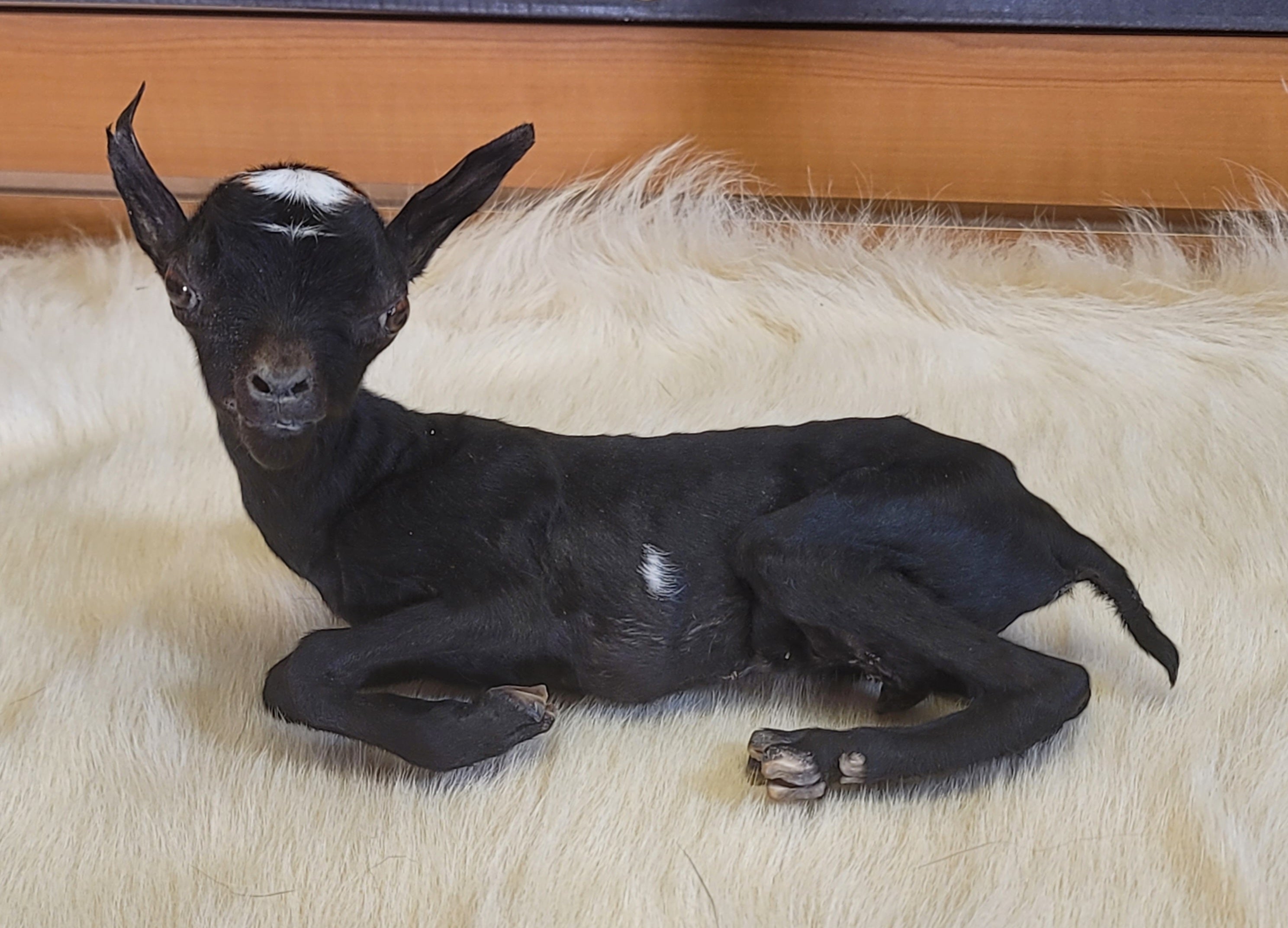 FHGOA301- Baby Goat Taxidermy Mount