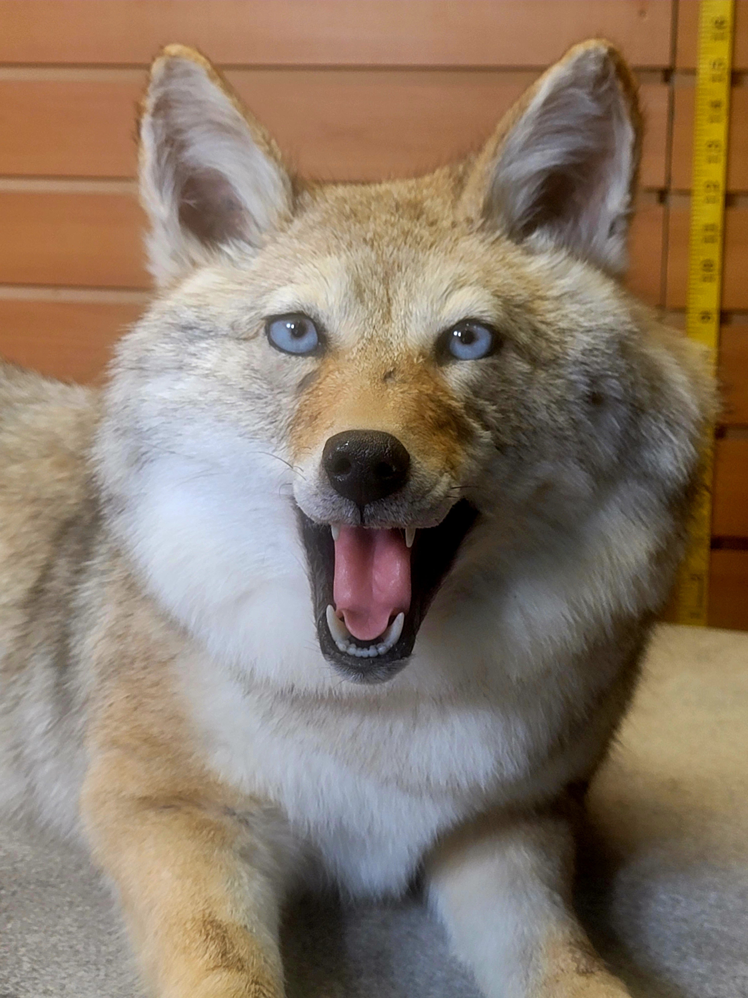 FHCOY306- Semi Posable Coyote Softmount Taxidermy