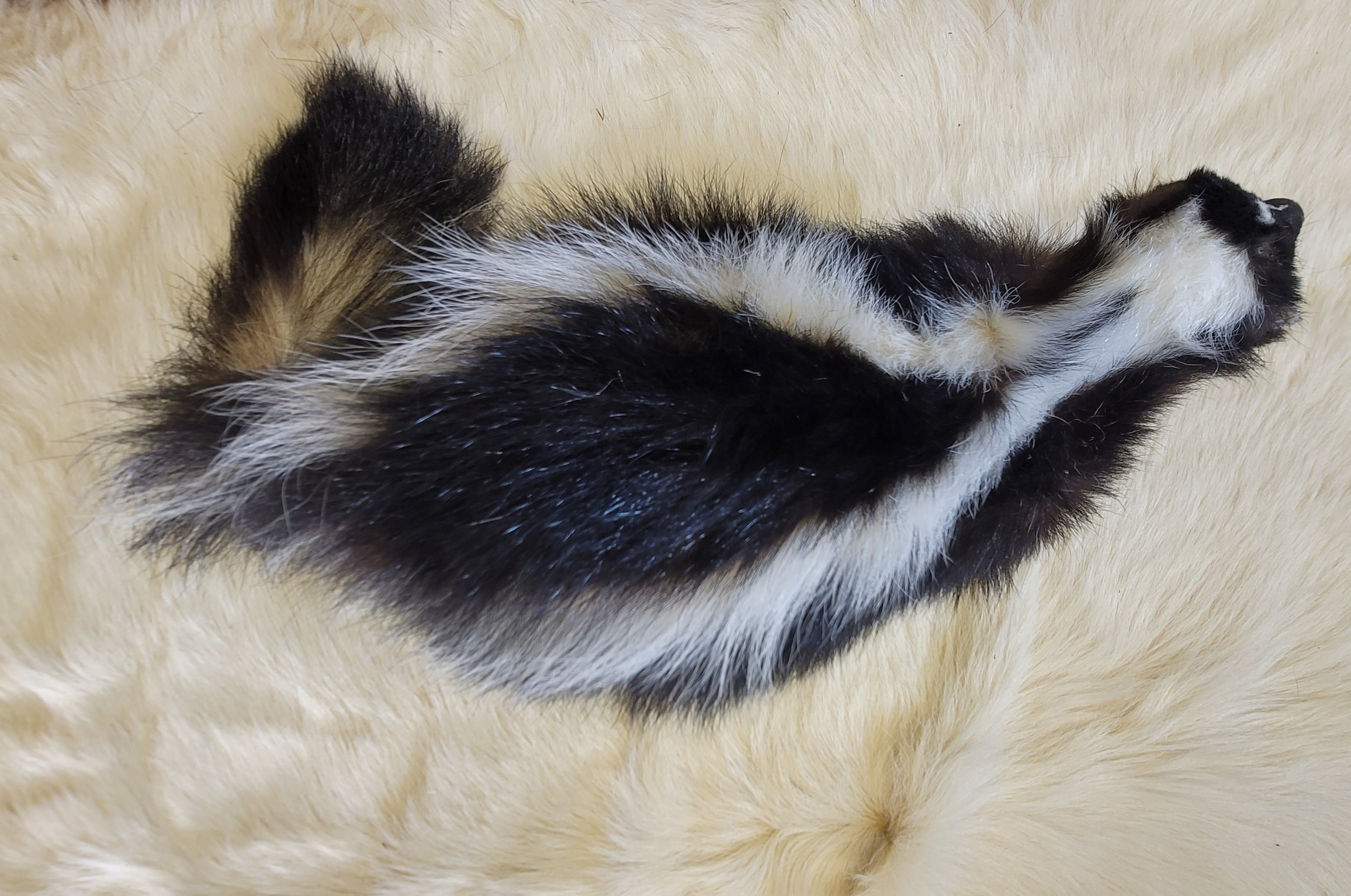 FHSKU305- Skunk Taxidermy Mount