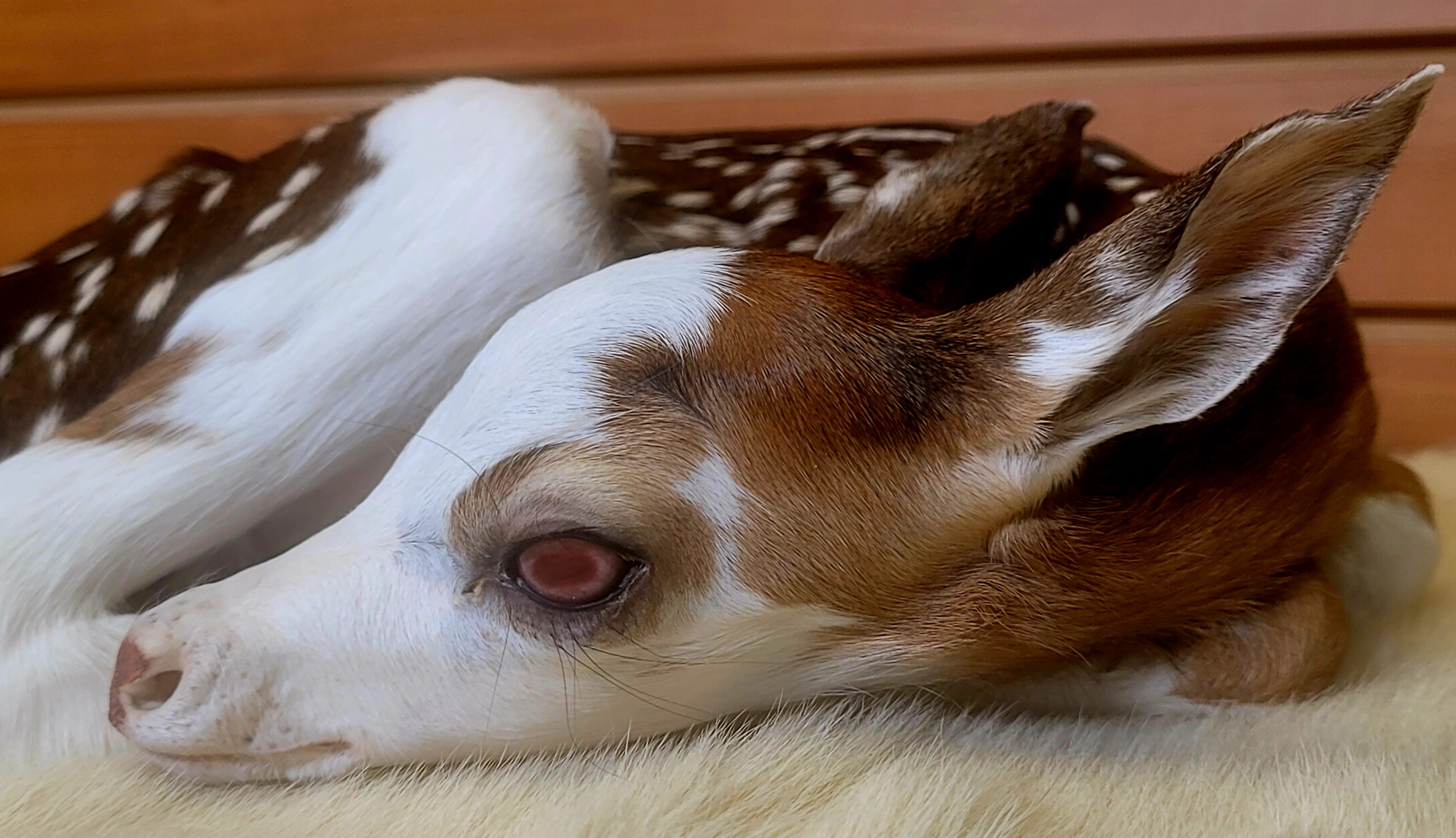 FHPBF301- Piebald Fawn Lifesize Taxidermy Mount