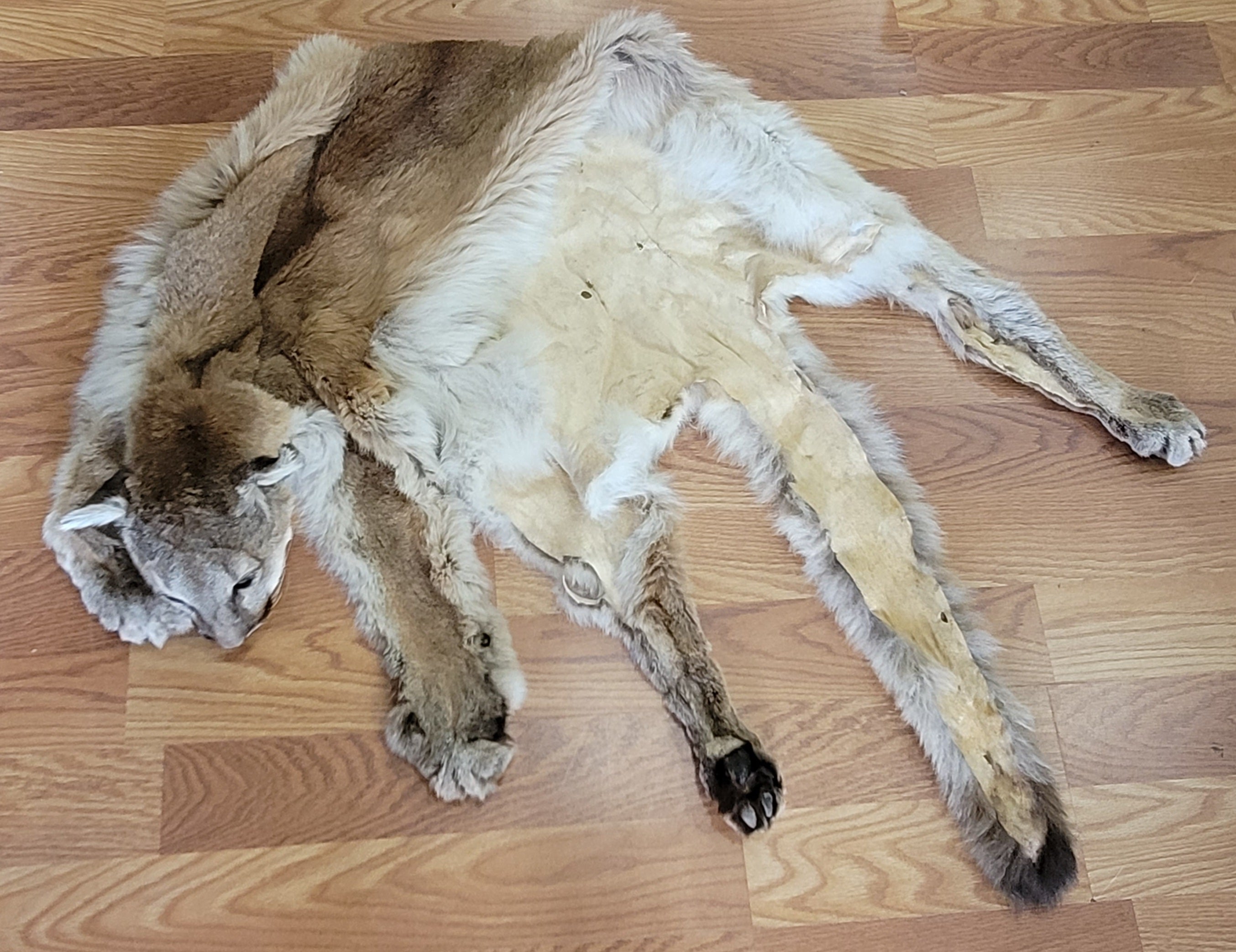 FHMLI300- Mountain Lion Taxidermy Mount Rug
