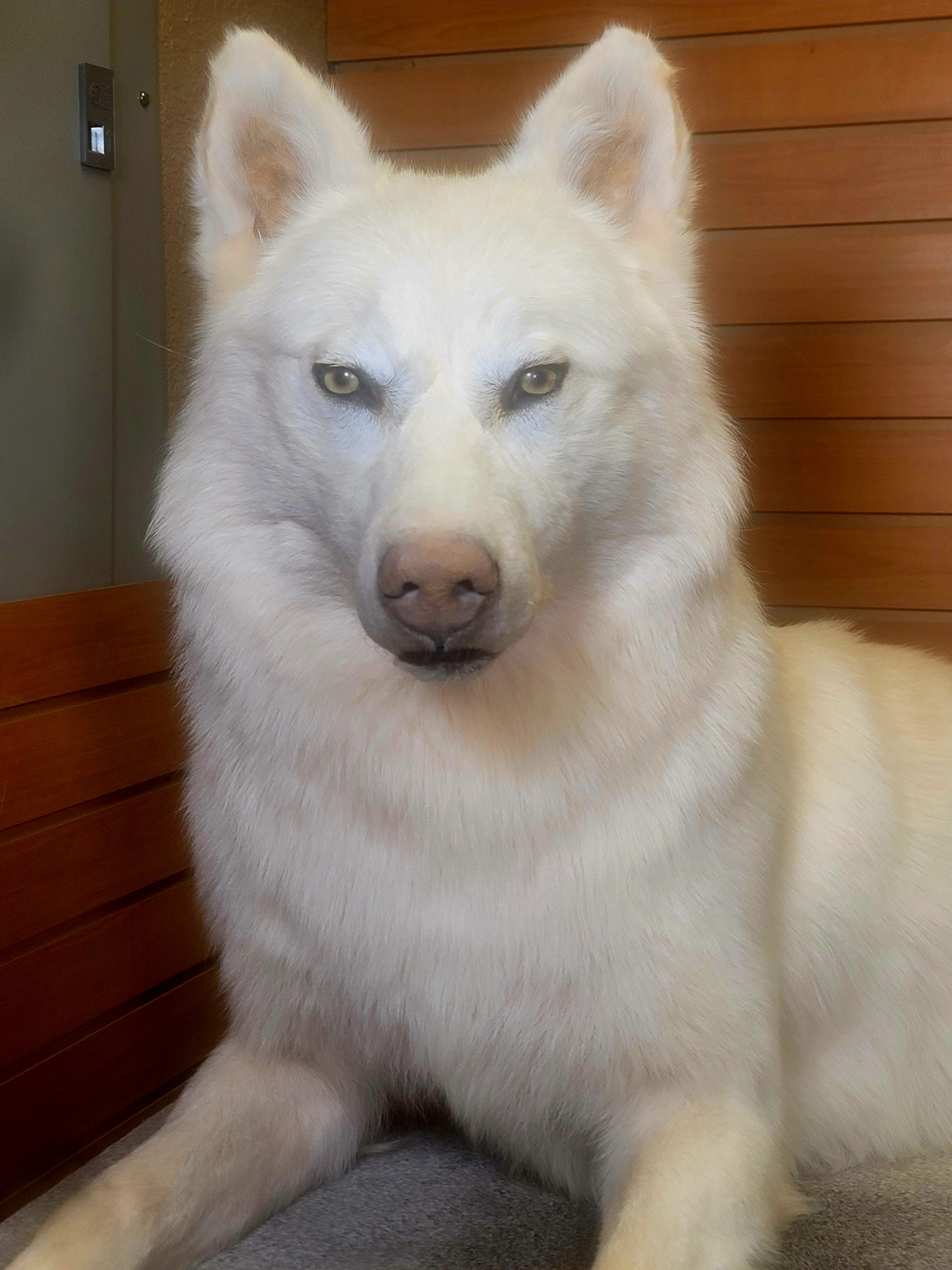 FHWOLF300- Rare White Wolf Lifesize Taxidermy Mount