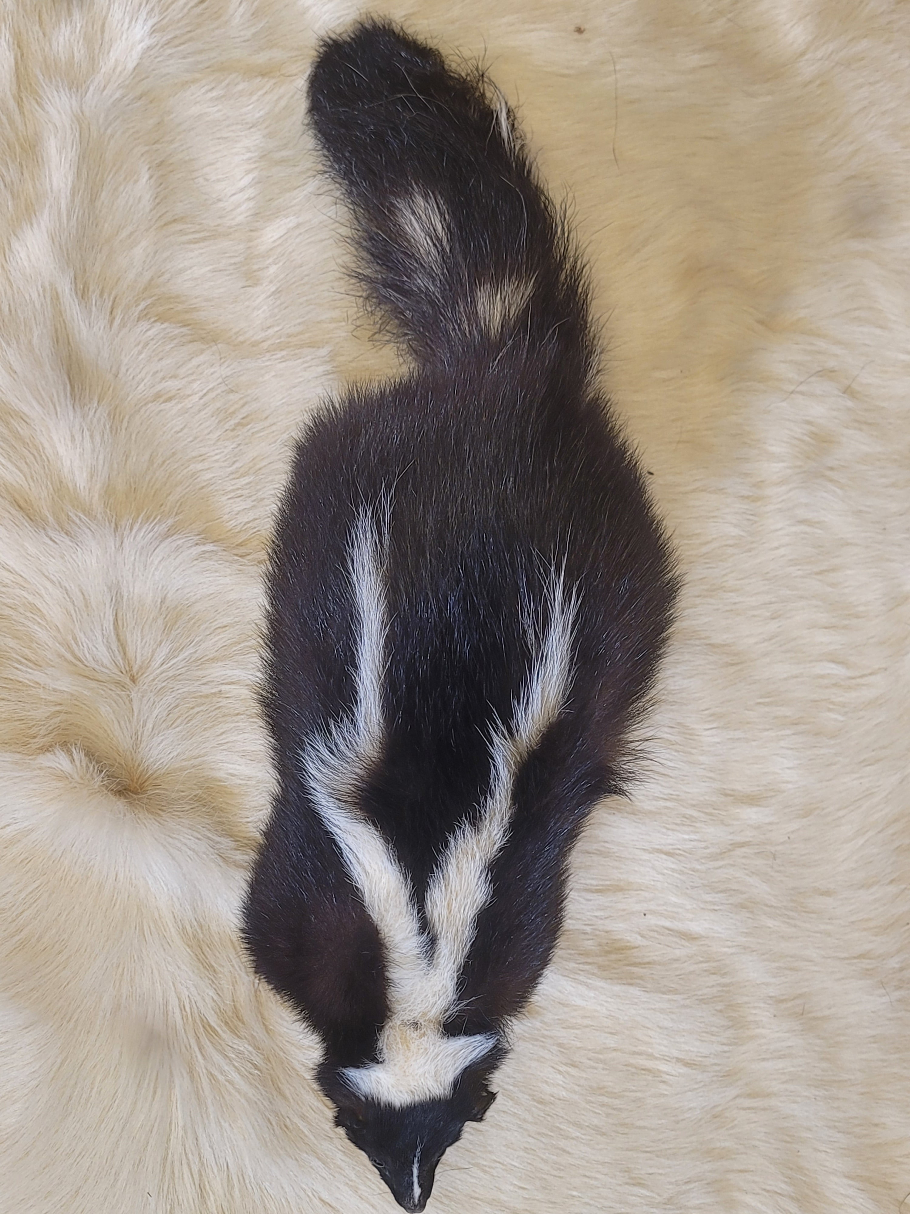 FHSKU300- Skunk Taxidermy Mount