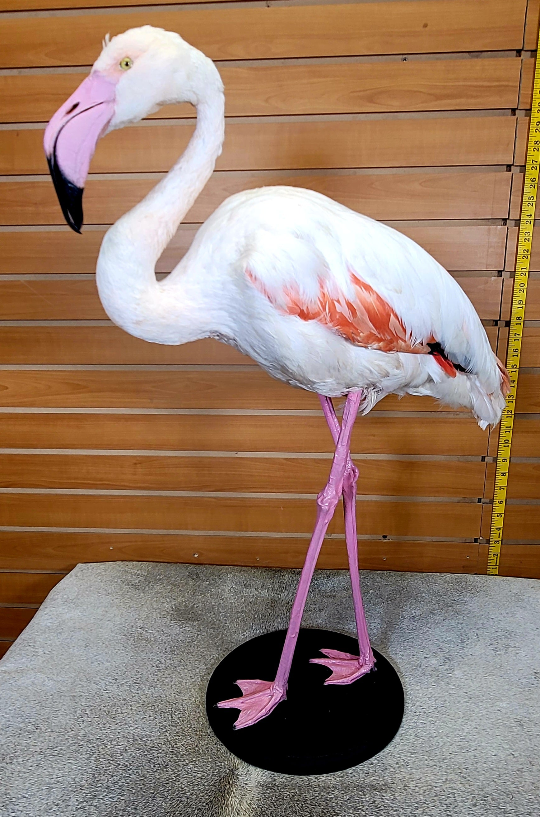 FHFLA302- Chilean Flamingo Lifesize Taxidermy Mount