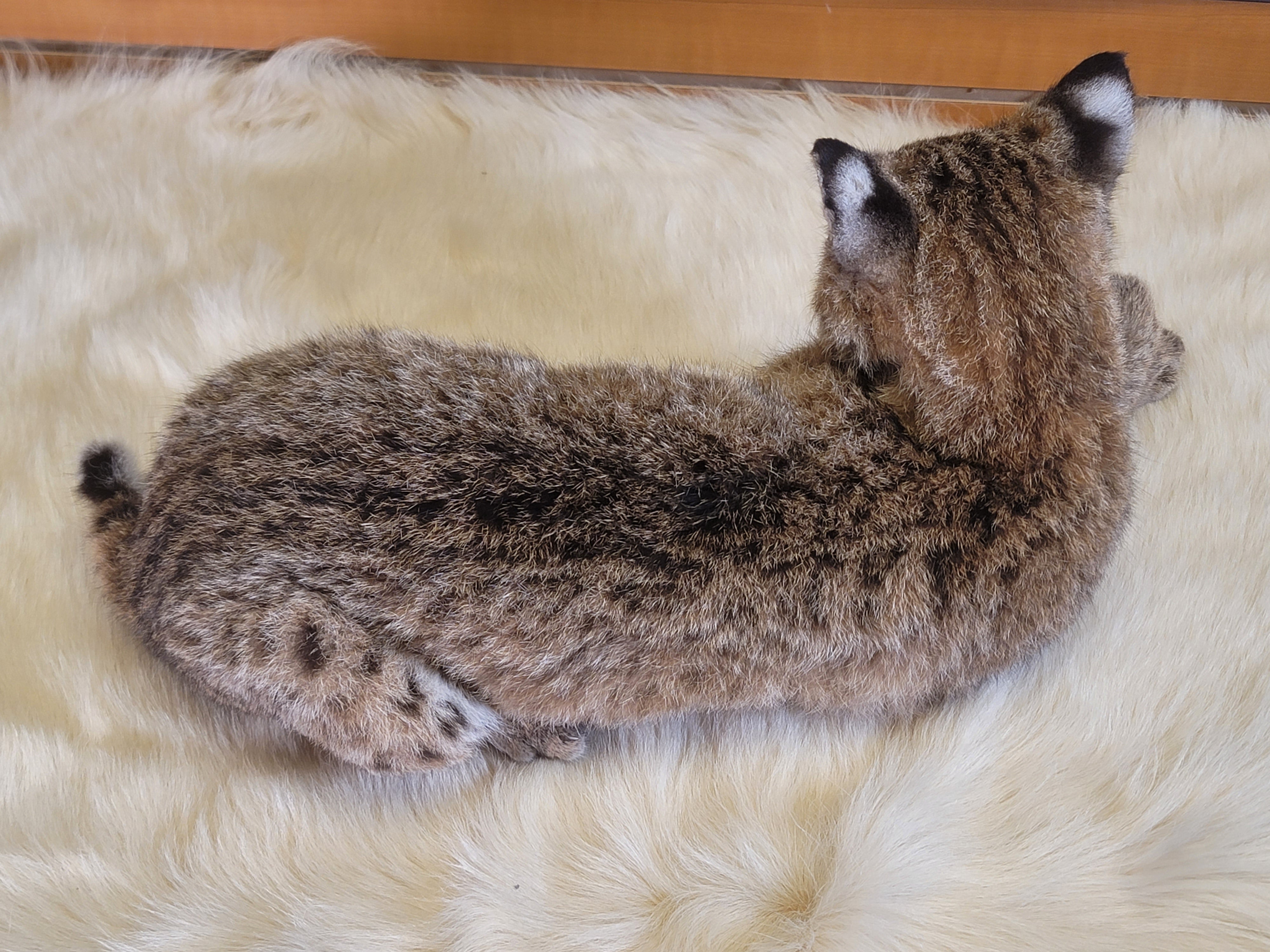 FHBOB300- Young Bobcat Taxidermy Mount