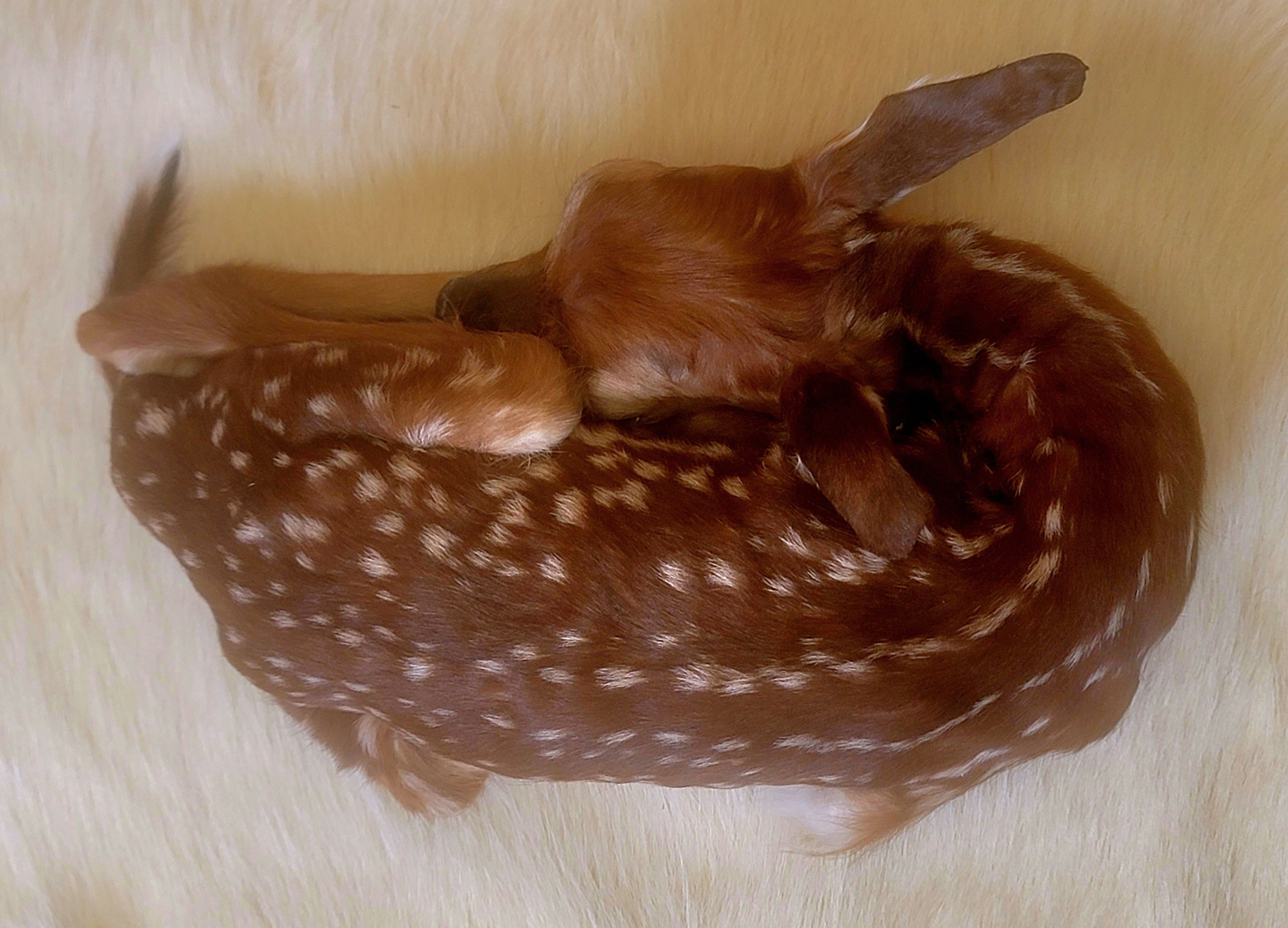 FHFAWN301- Fawn Lifesize Taxidermy Mount