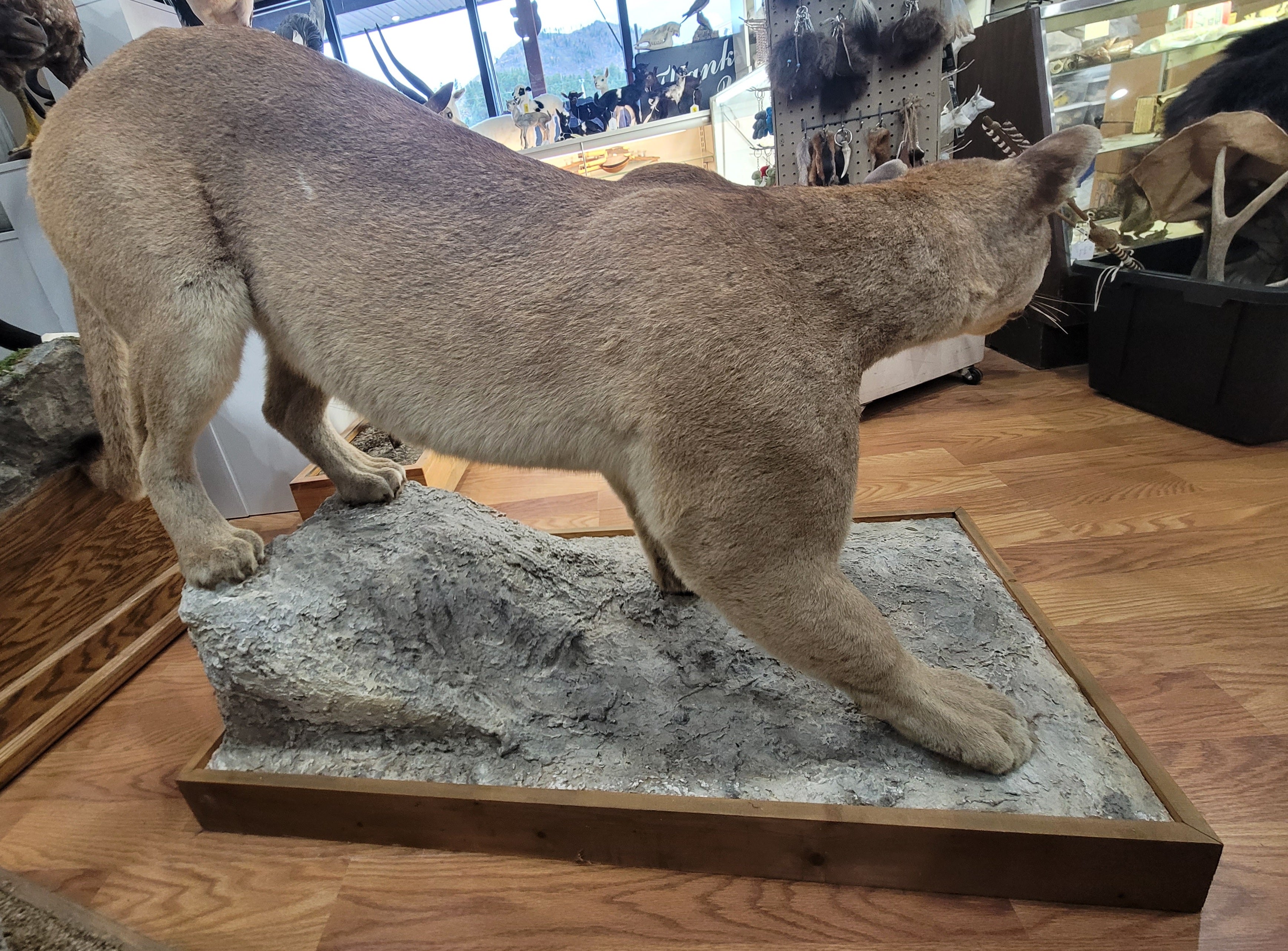 FHCOU300- Cougar Lifesize Taxidermy Mount