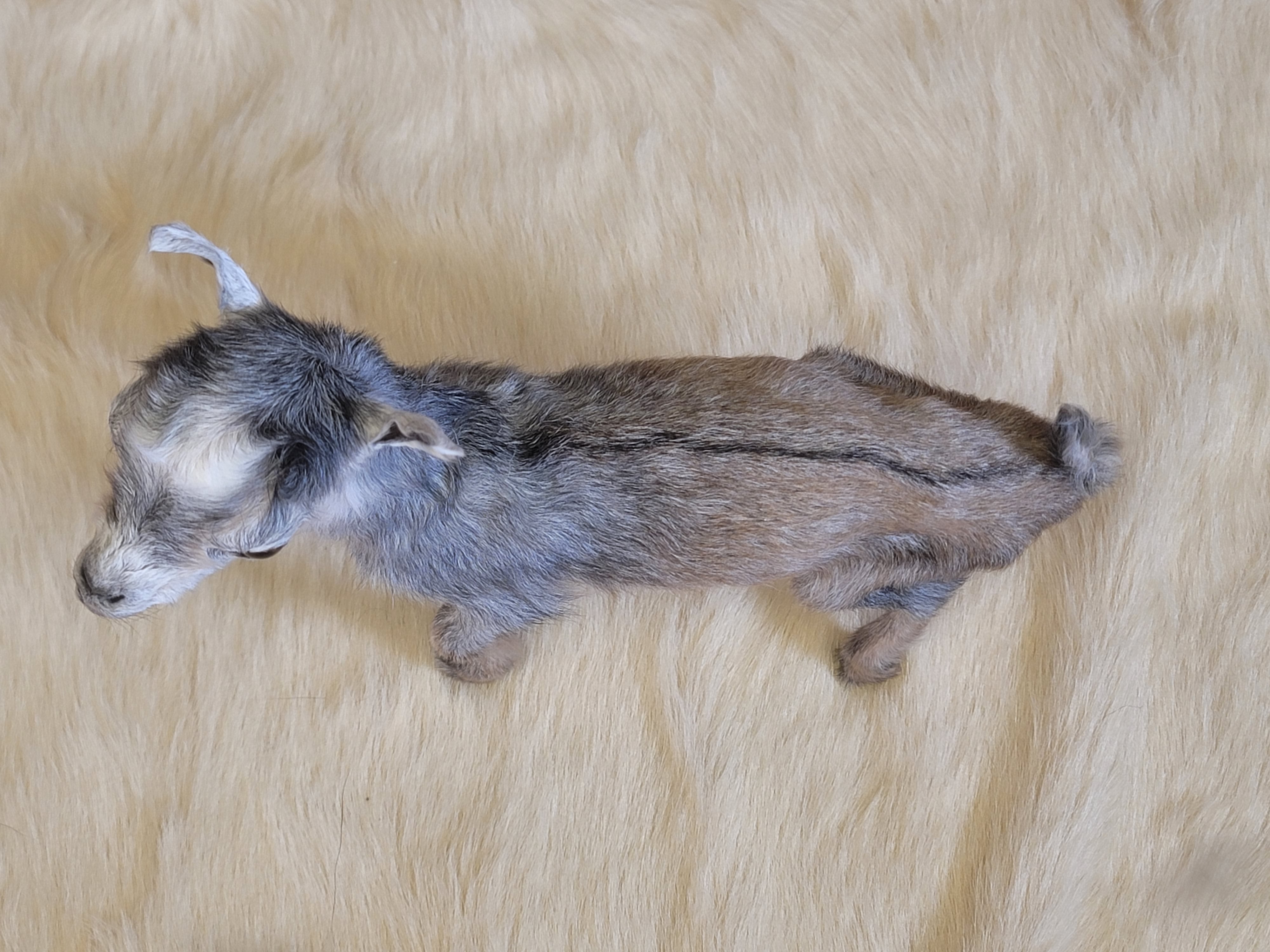 FHGOA304- Baby Goat Taxidermy Mount