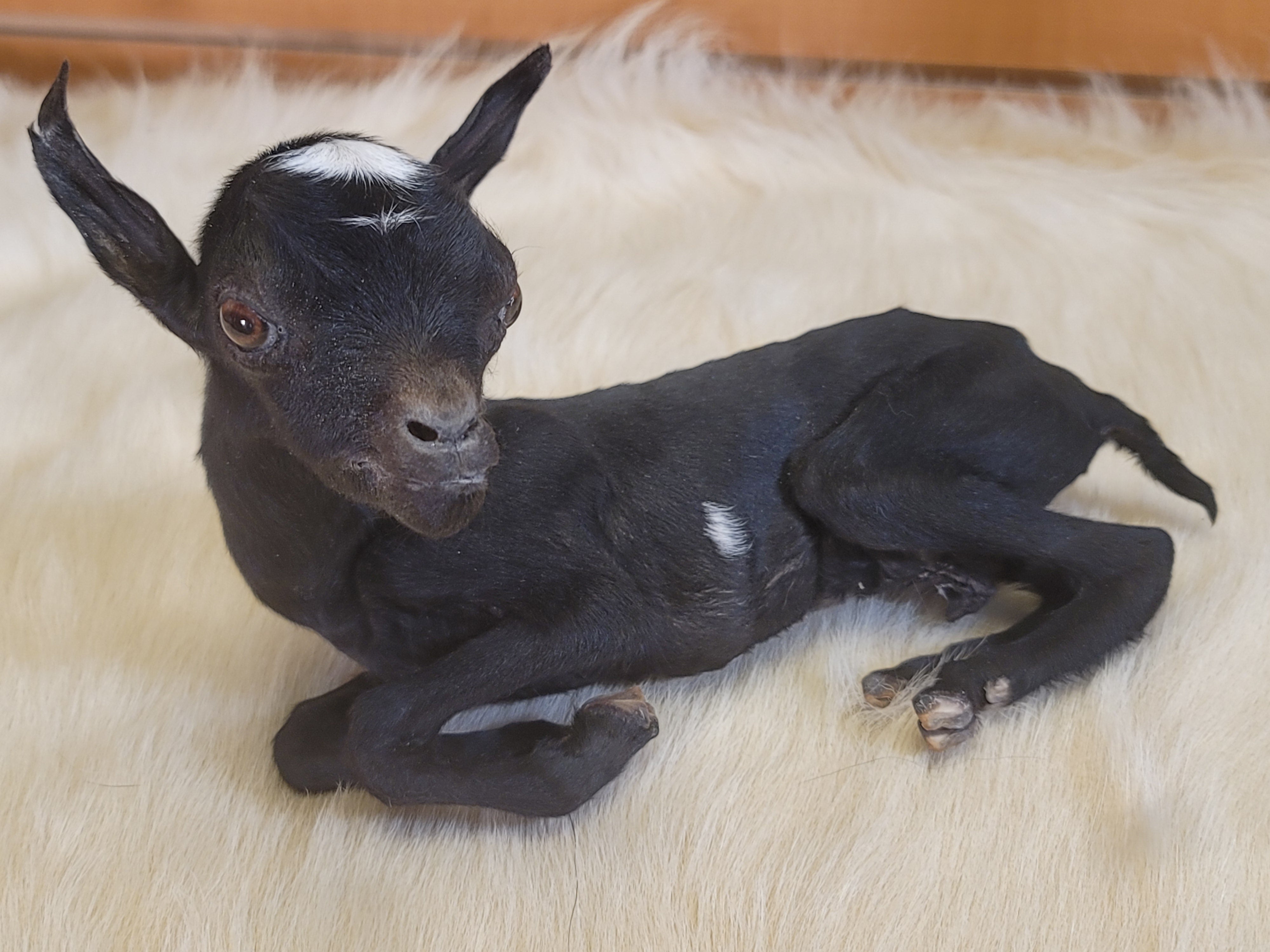 FHGOA301- Baby Goat Taxidermy Mount