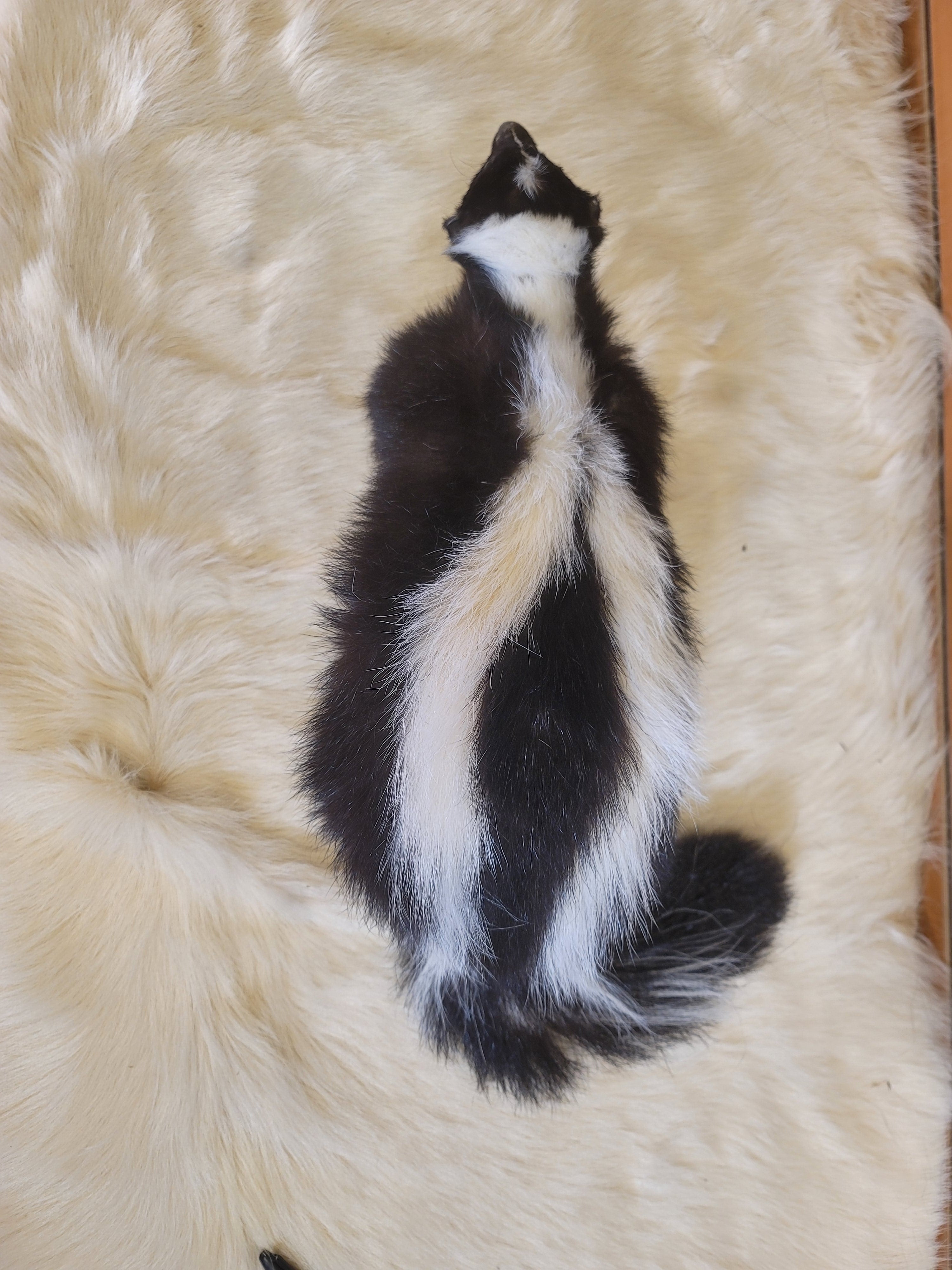 FHSKU303- Skunk Taxidermy Mount