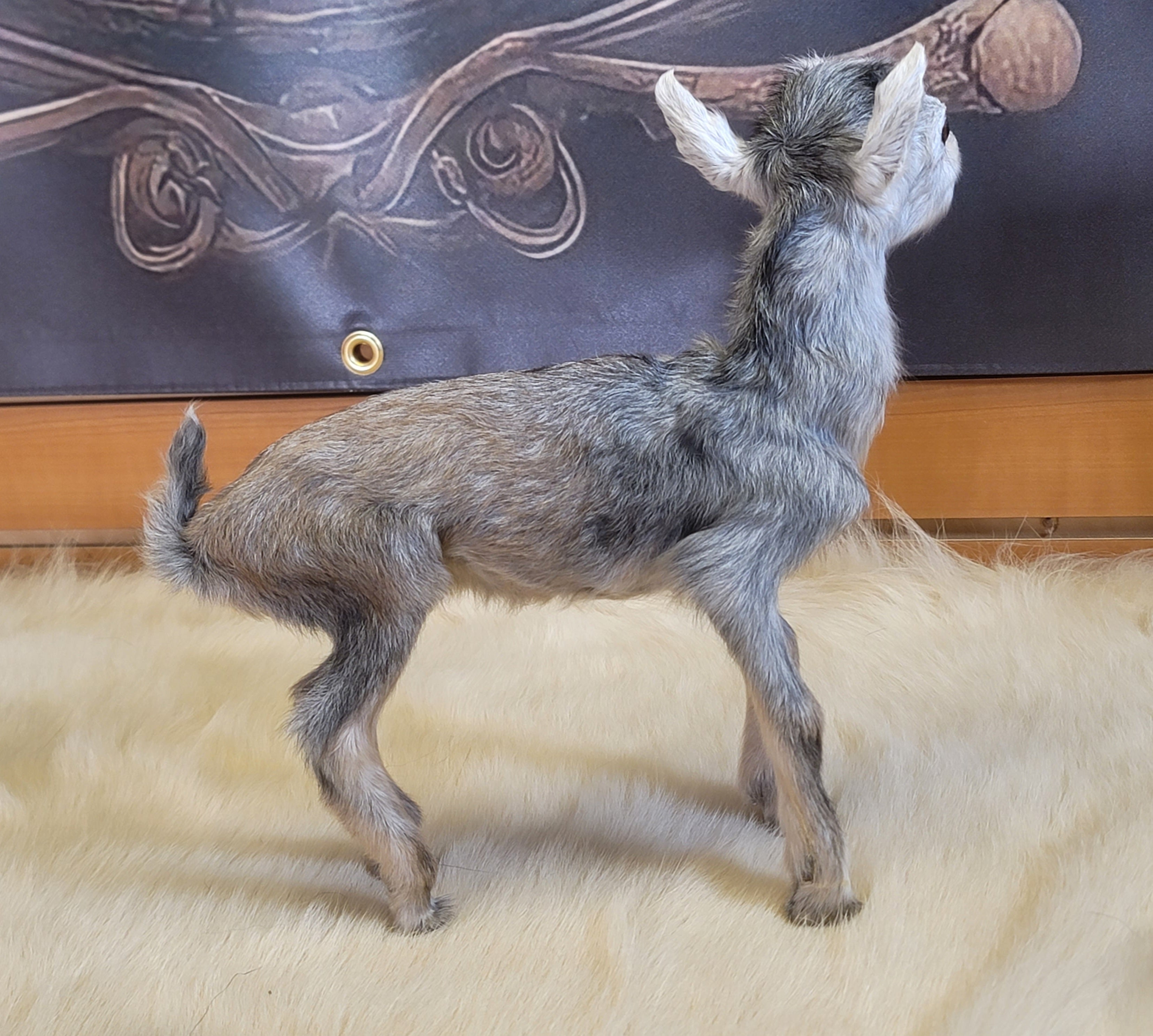FHGOA304- Baby Goat Taxidermy Mount