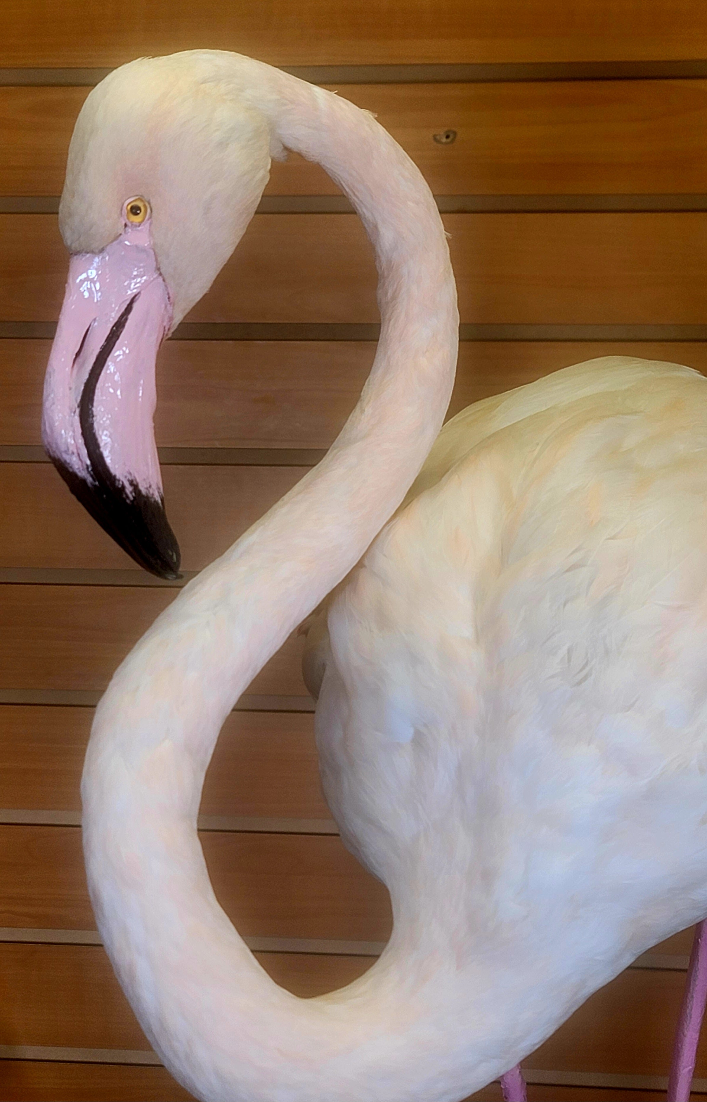 FHFLA301- Chilean Flamingo Lifesize Taxidermy Mount